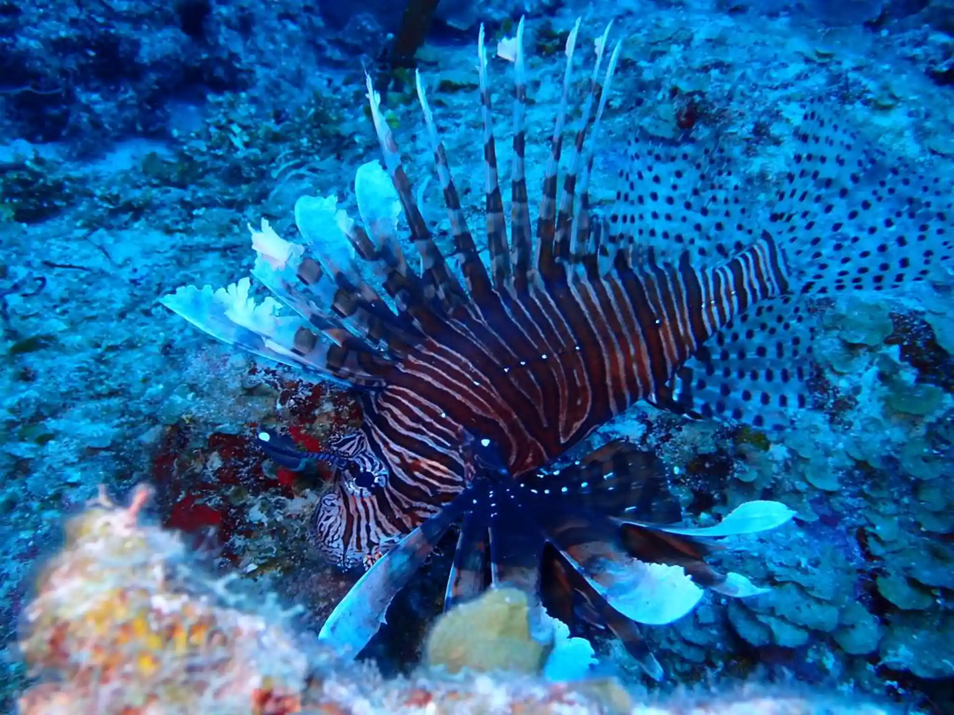 Photo du site de plongée