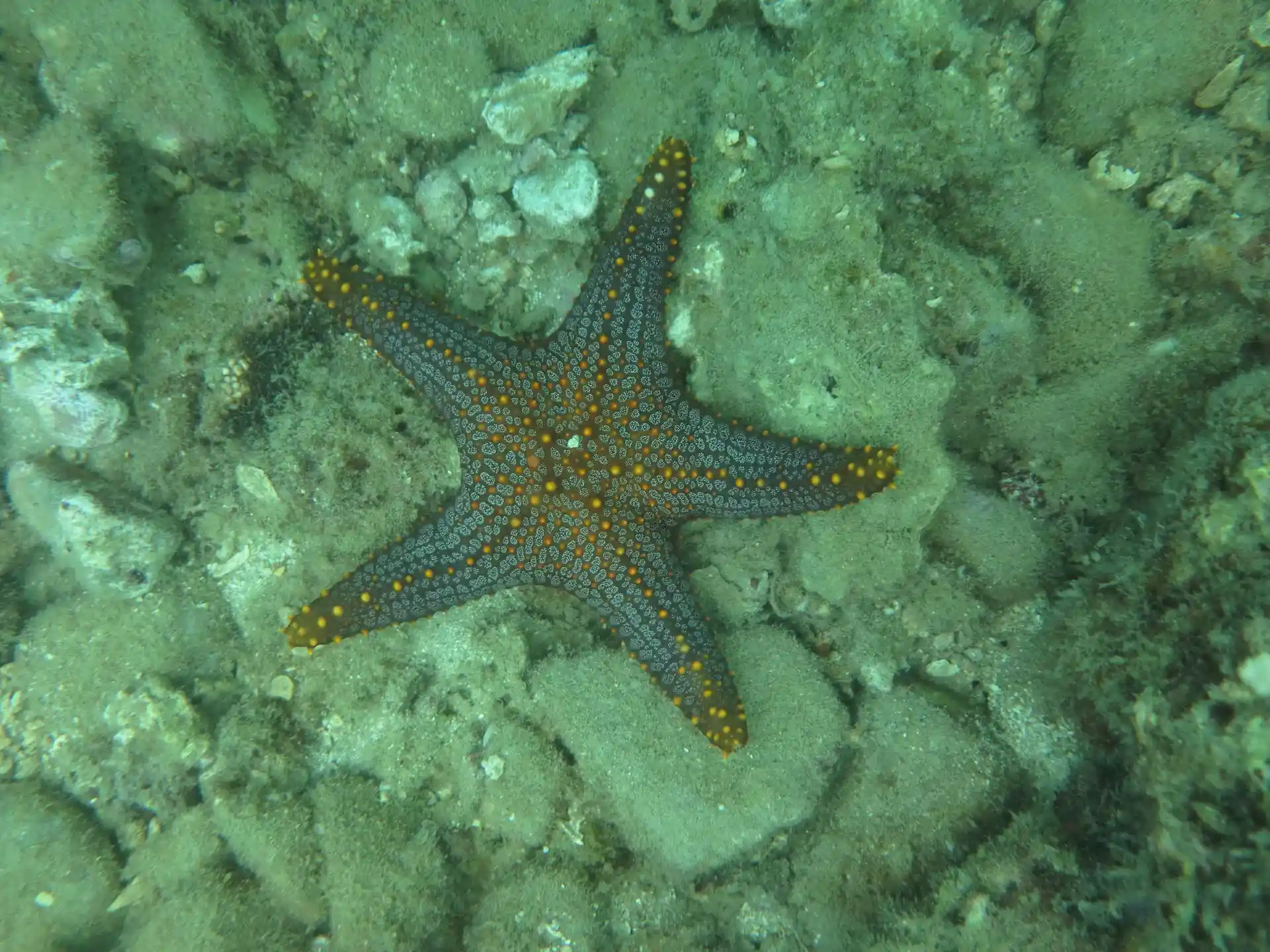 ダイビングサイトの写真