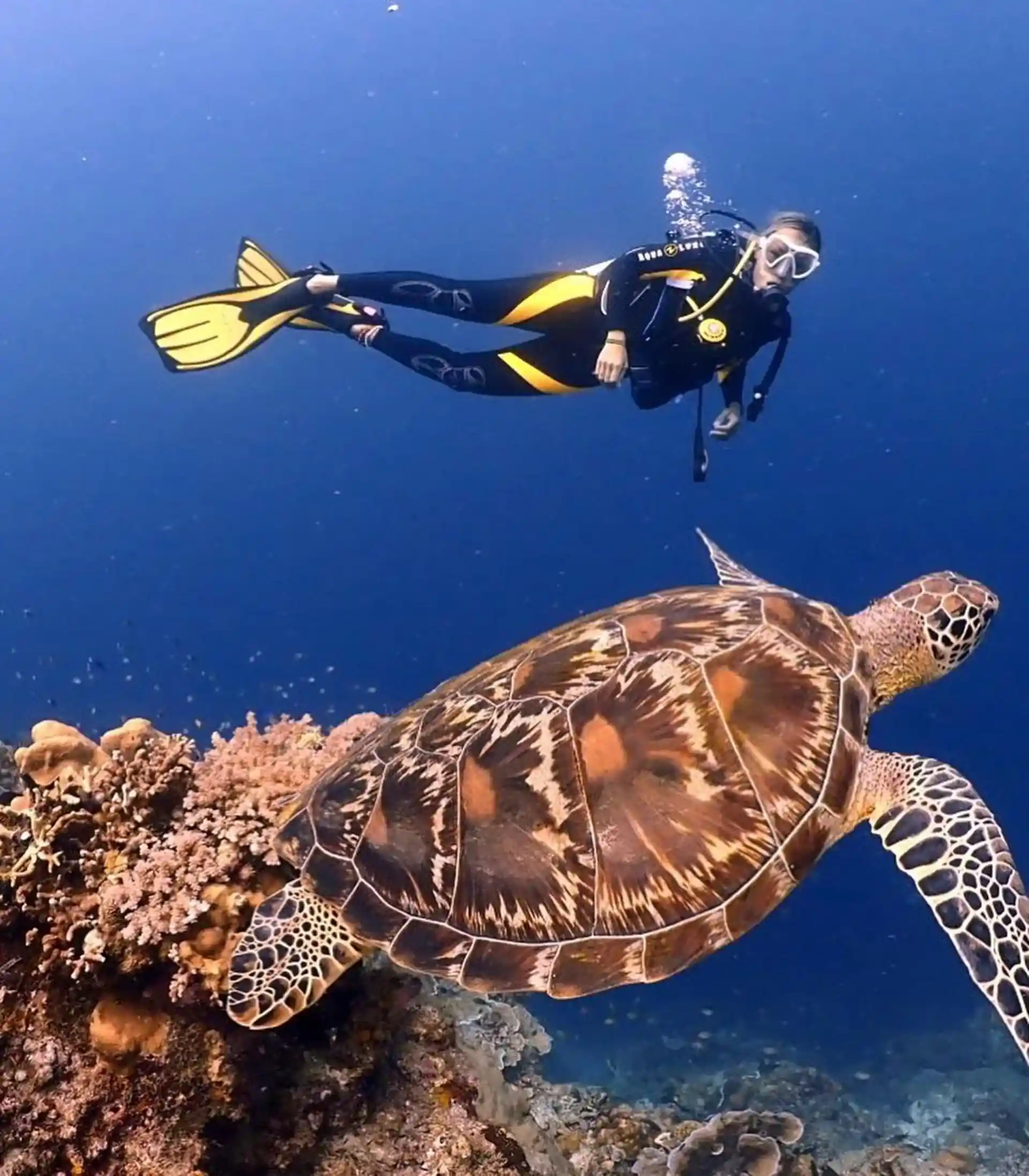 Hello Green Turtle! Nice to meet you!