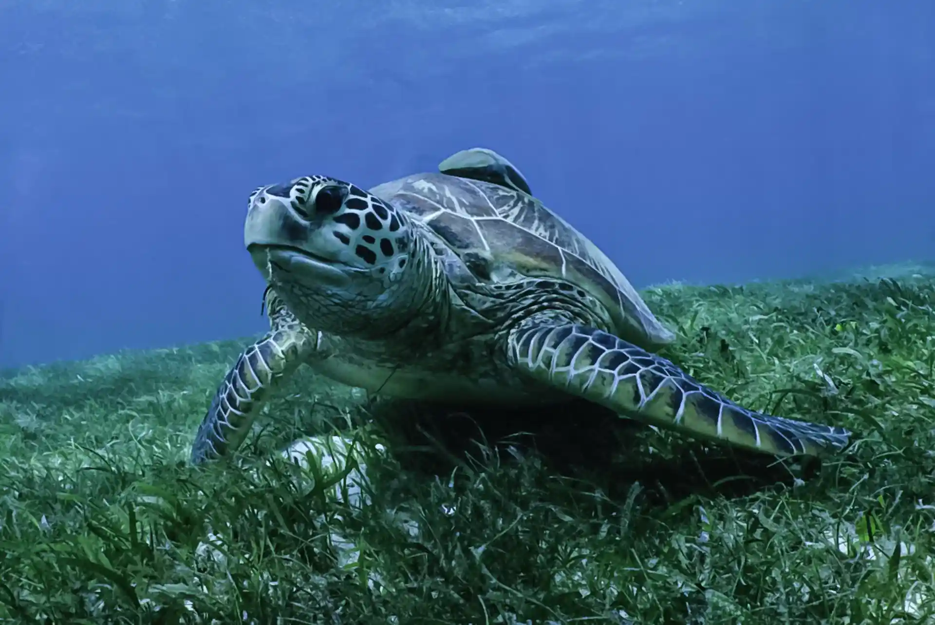 Dive shop photo