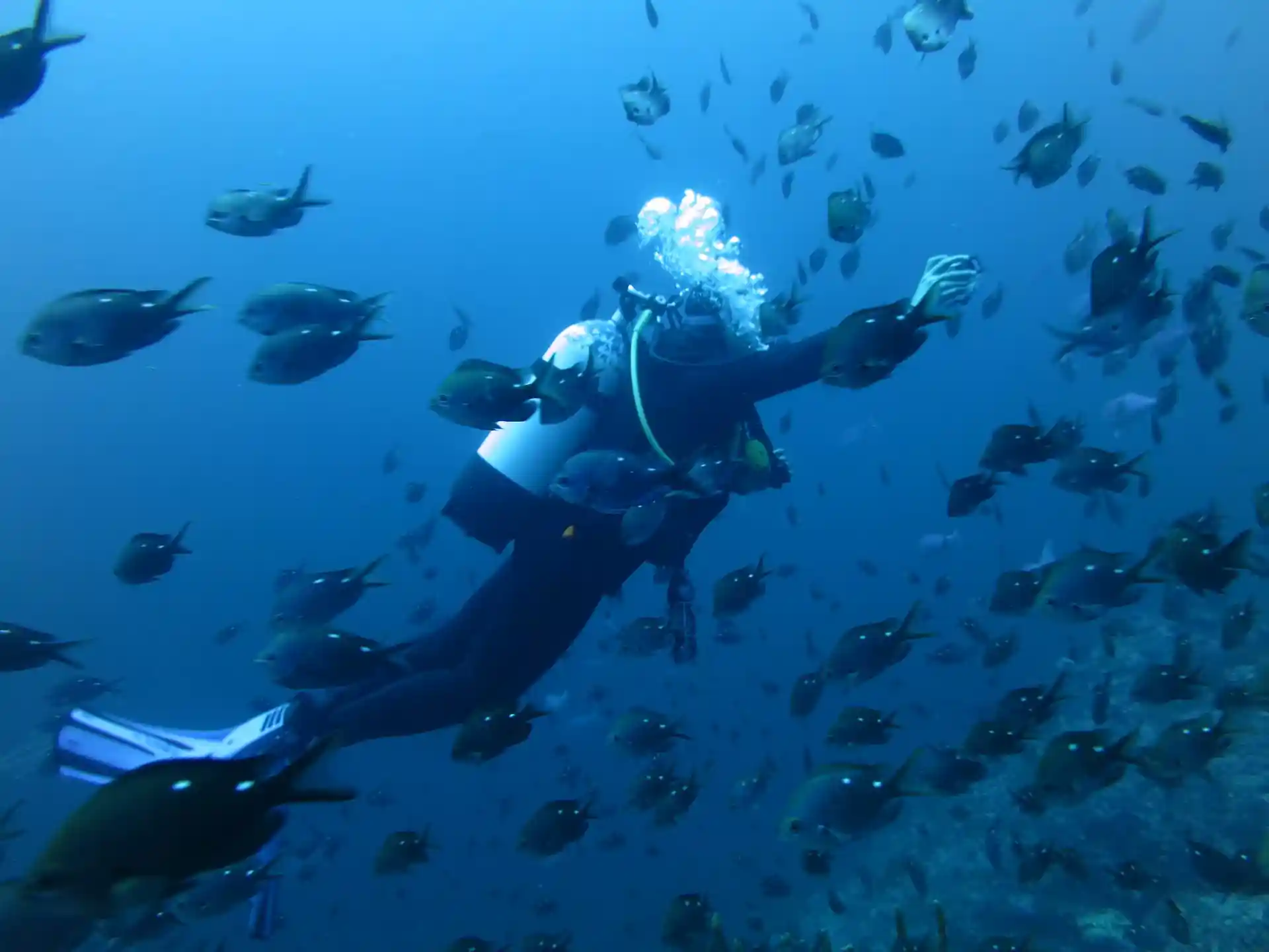 다이빙 포인트 사진