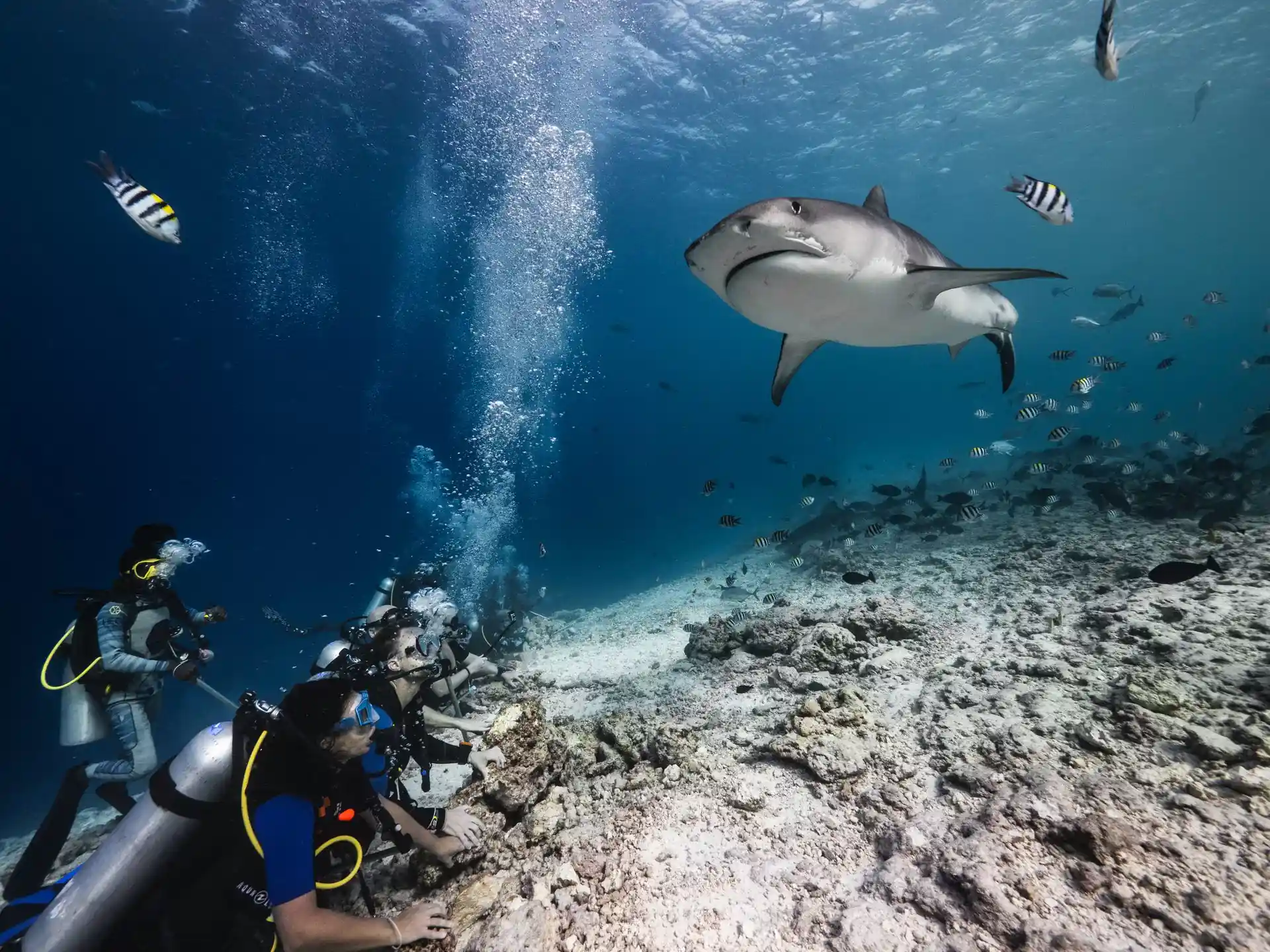 Dive site photo