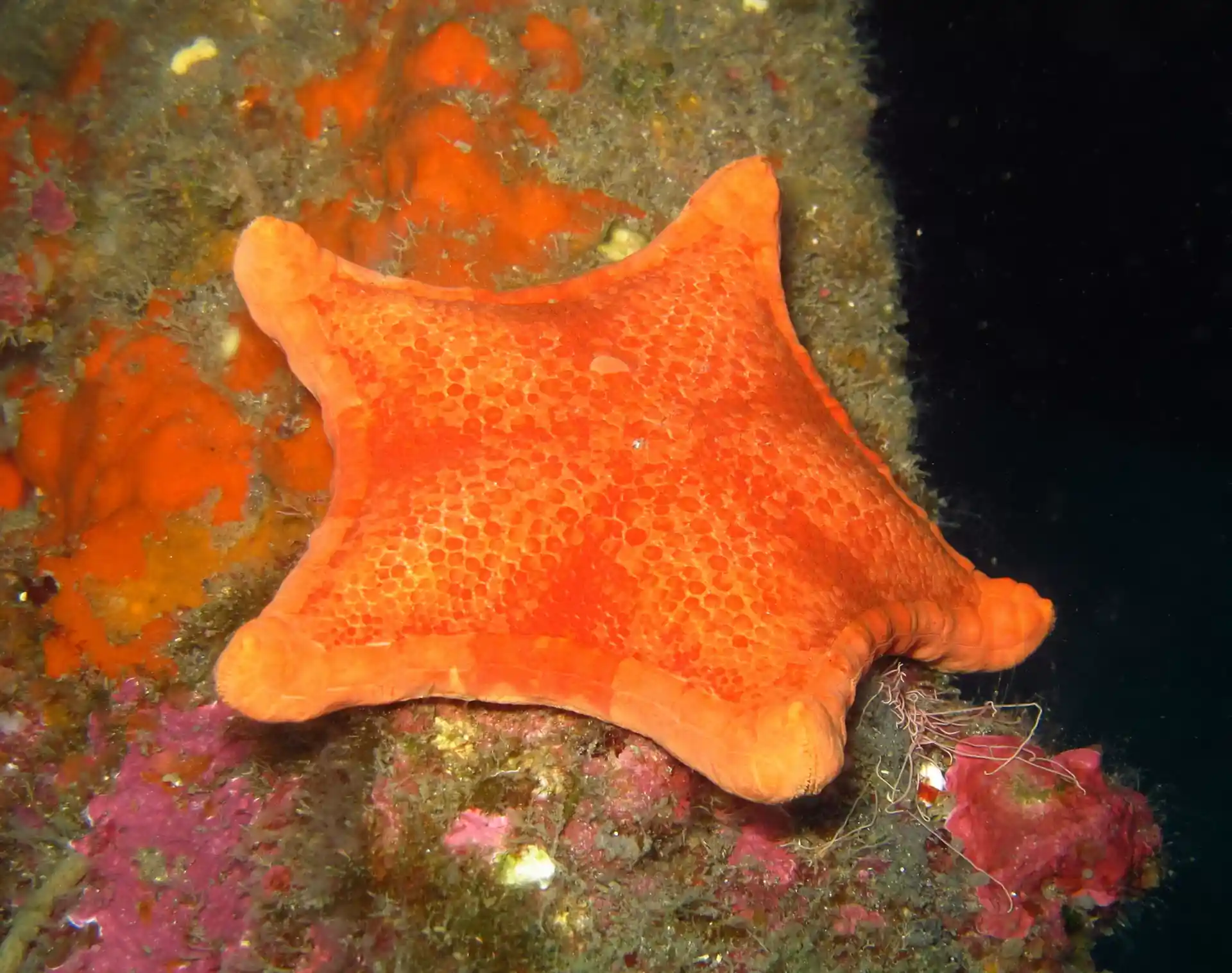 Stella Pentagono, è possibile vederla durante il DSD.