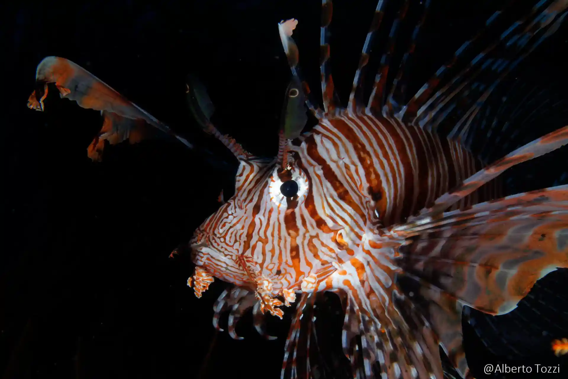 Foto de la tienda de buceo