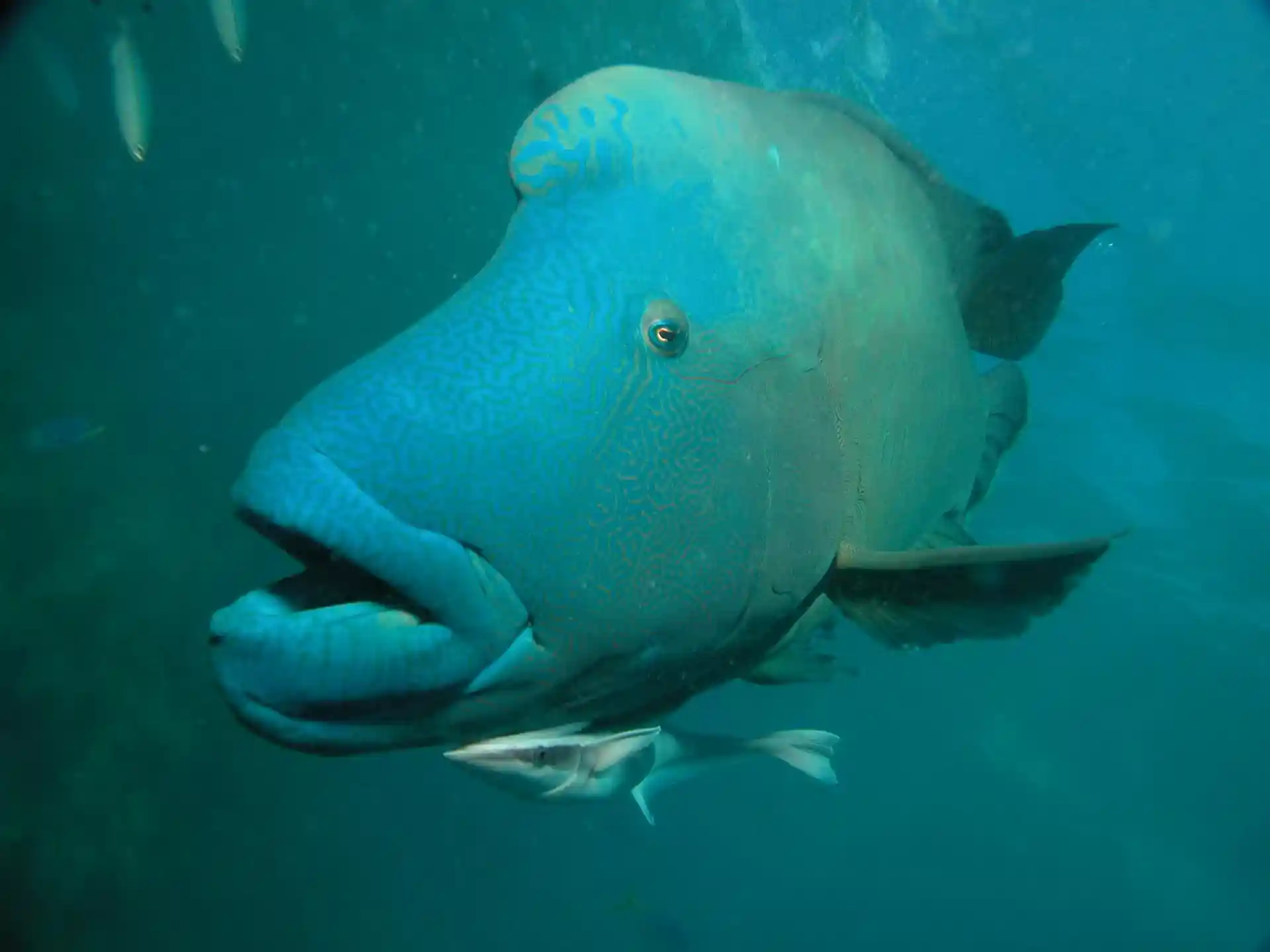 Dive site photo