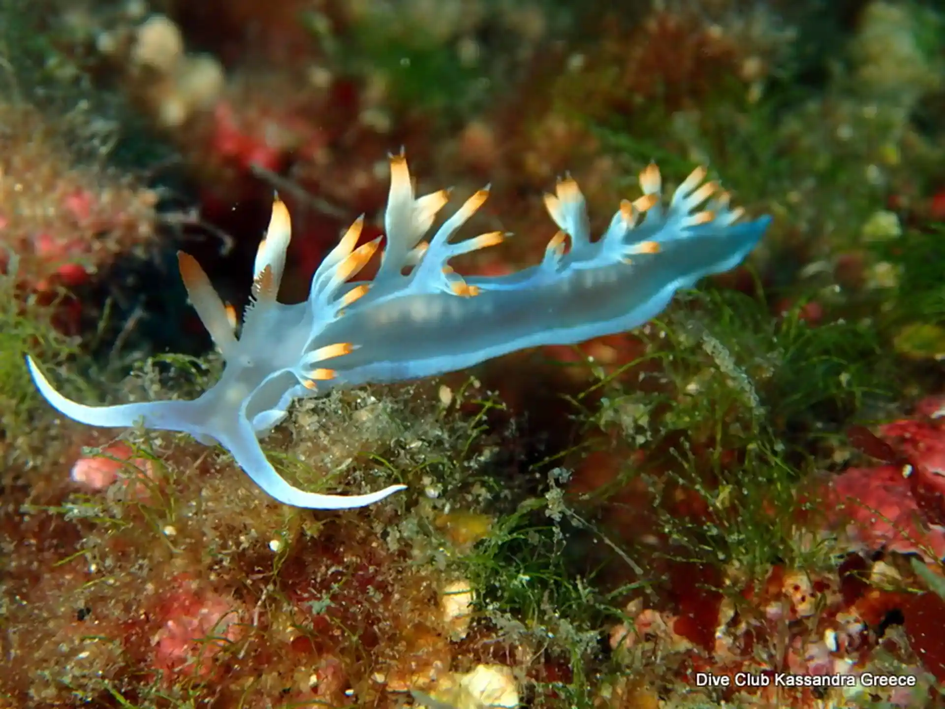 Photo du site de plongée