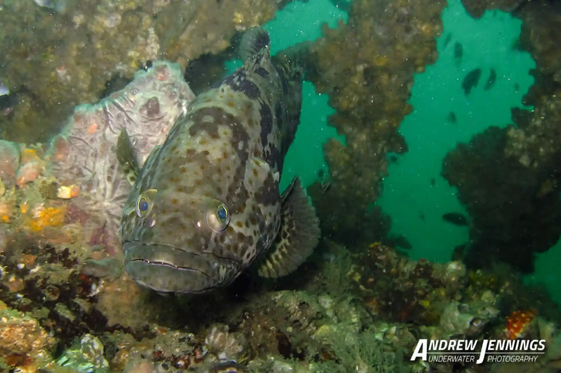 ダイビングサイトの写真