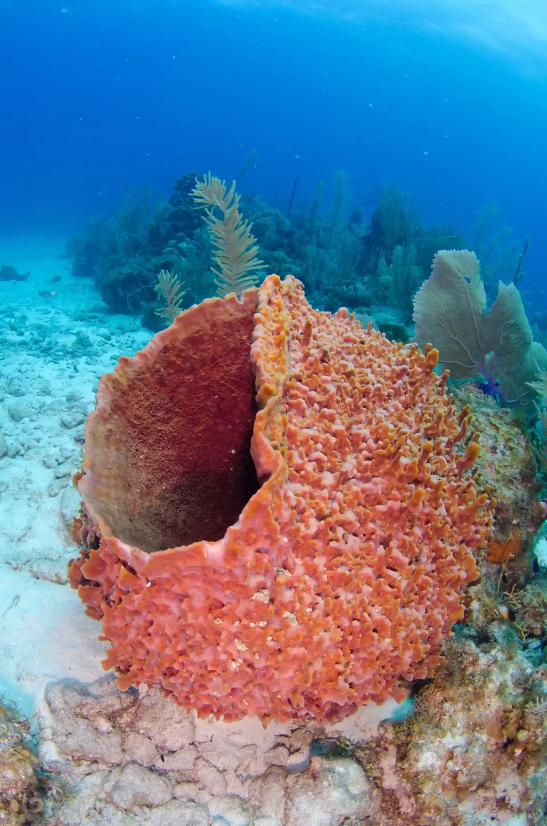 Dive site photo