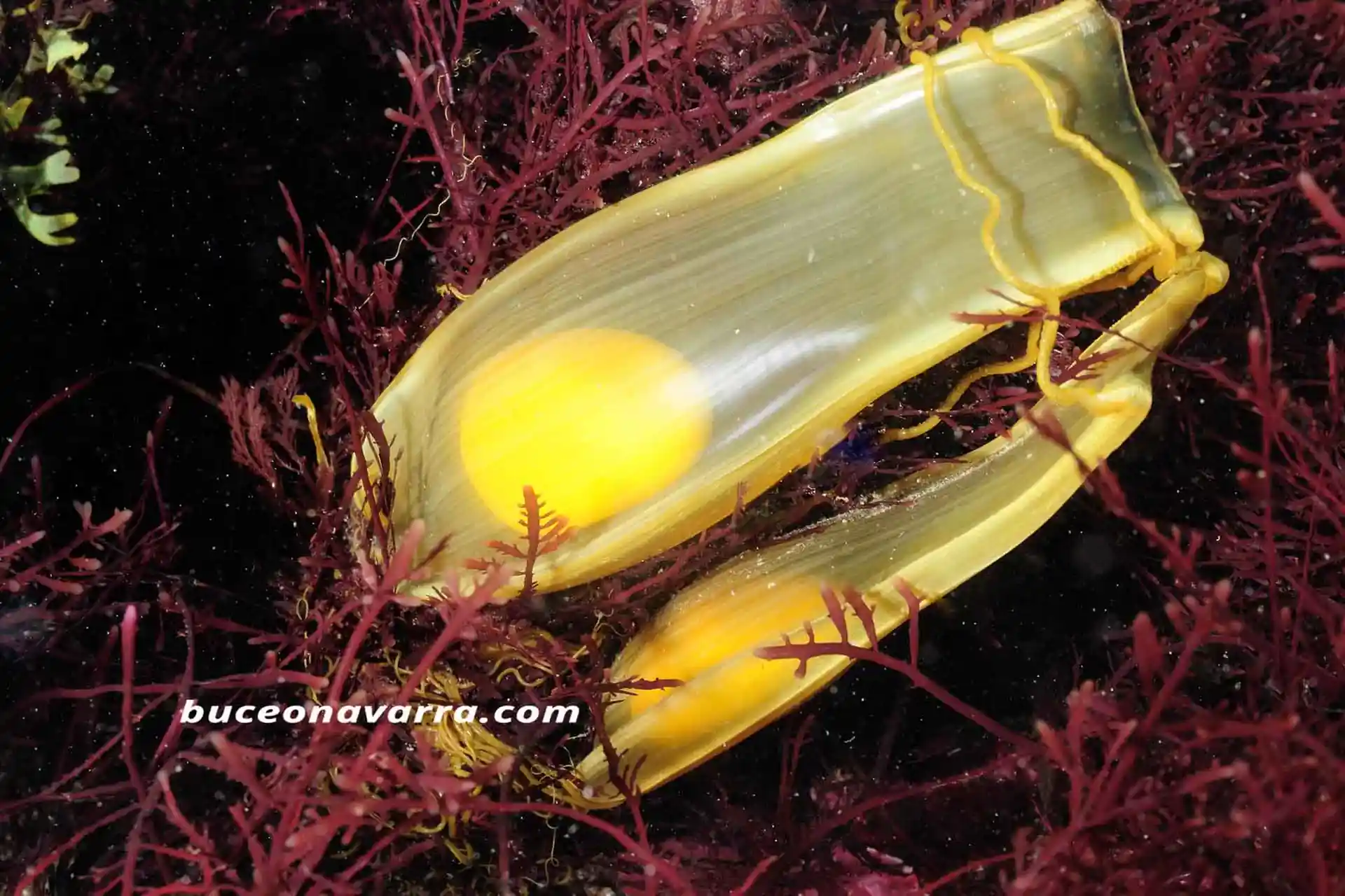 Foto del sitio de buceo