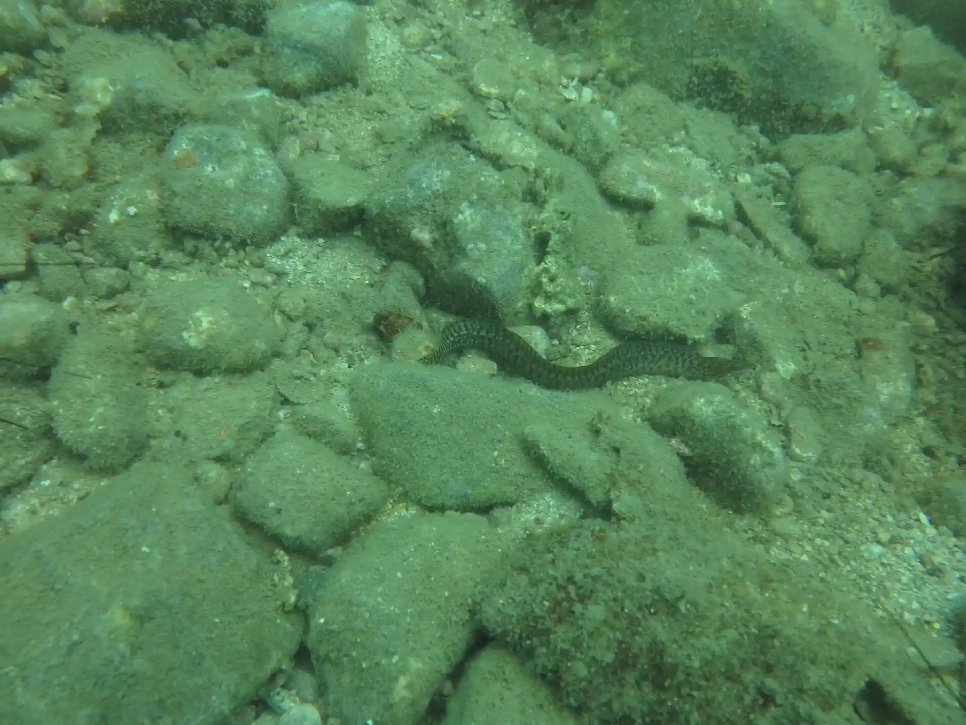 ダイビングサイトの写真