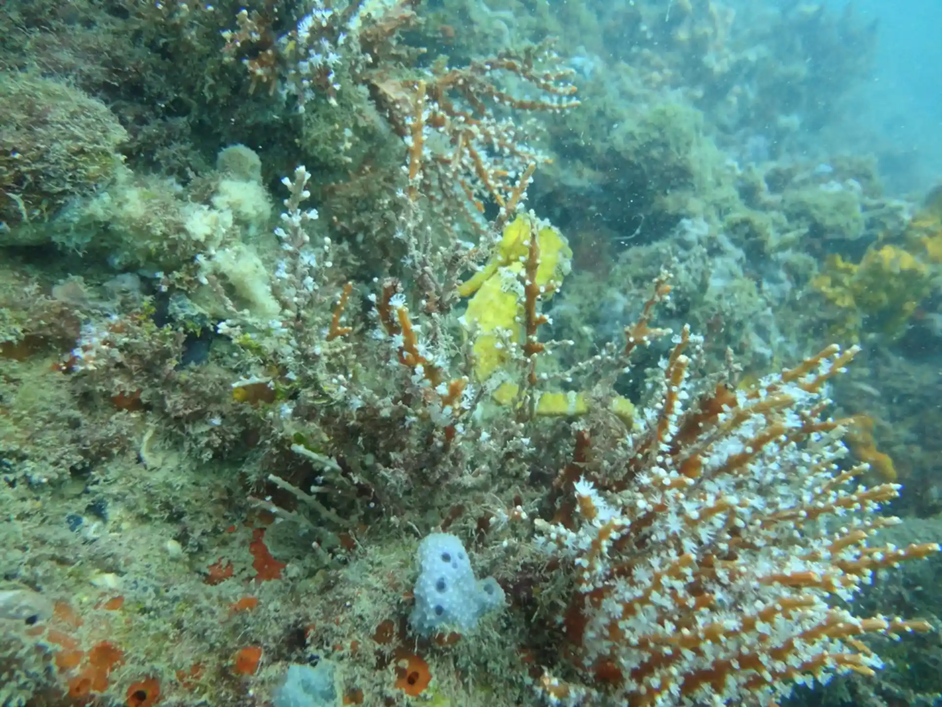Dive site photo