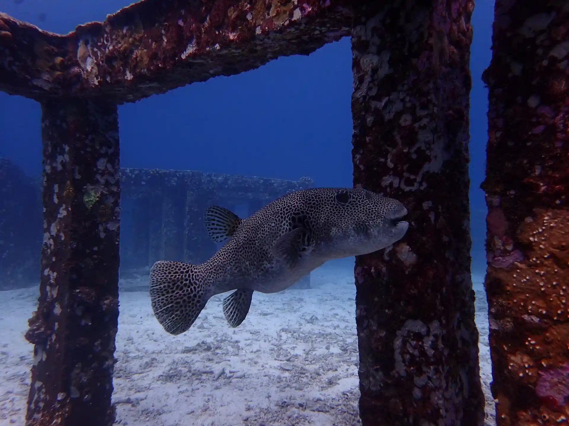 다이빙 포인트 사진