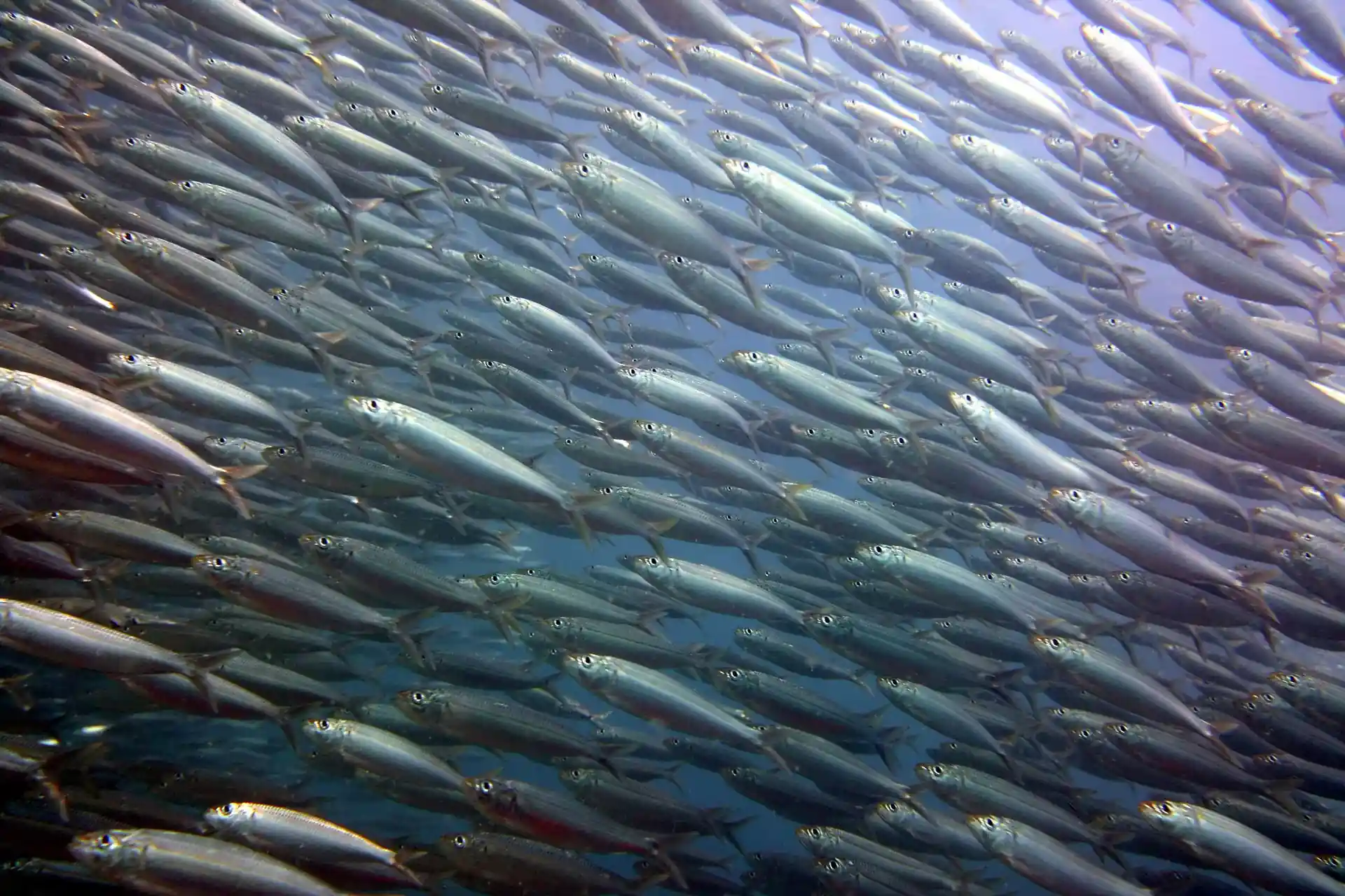 Dive site photo