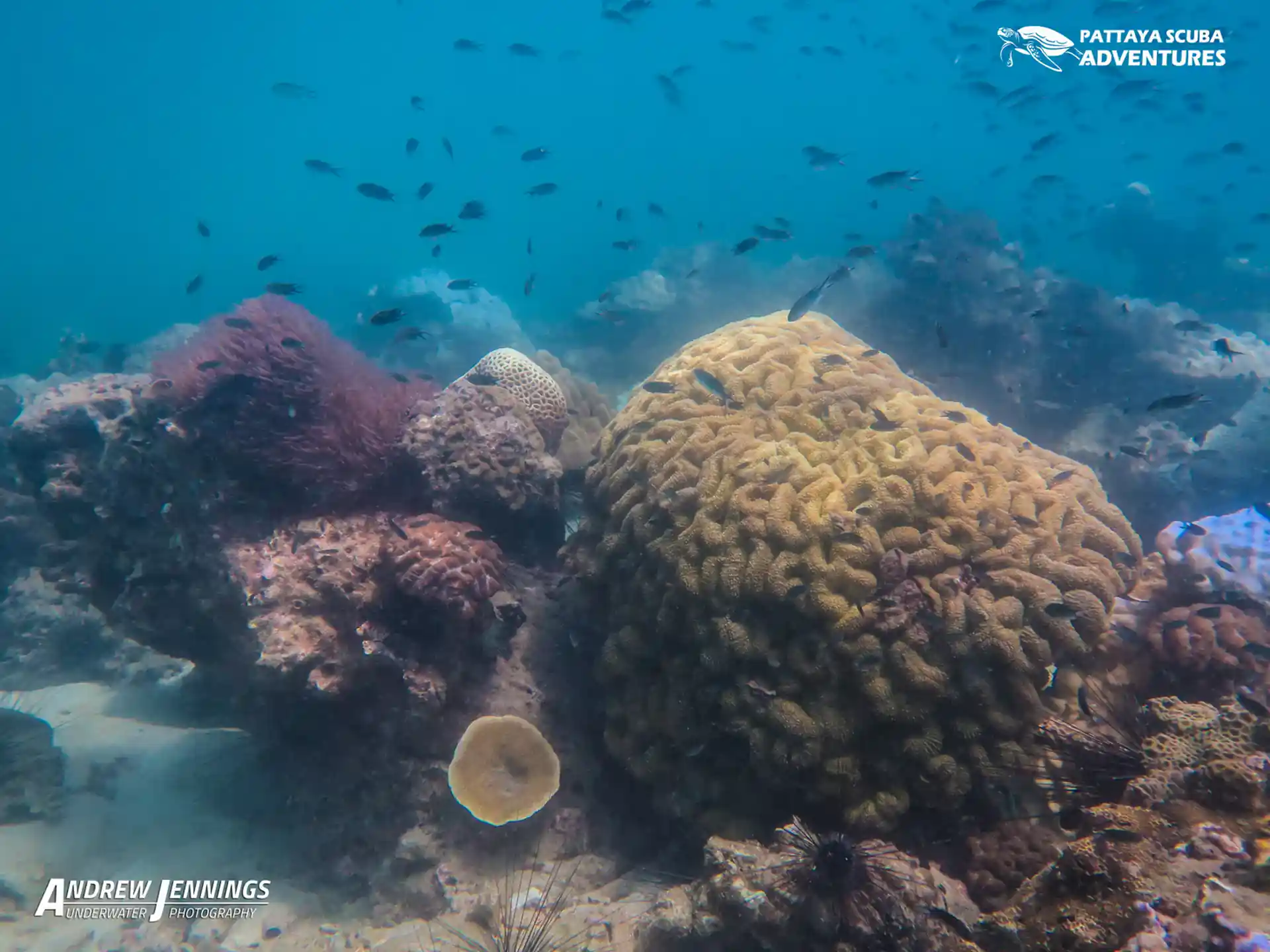 다이빙 포인트 사진