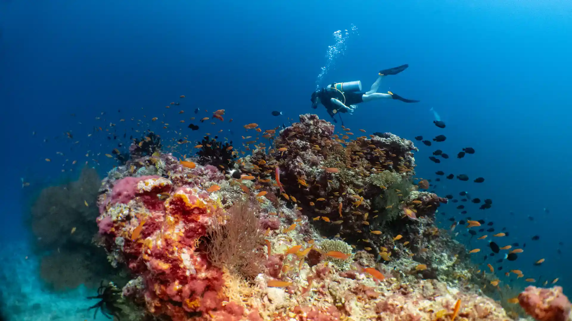 Foto de la tienda de buceo