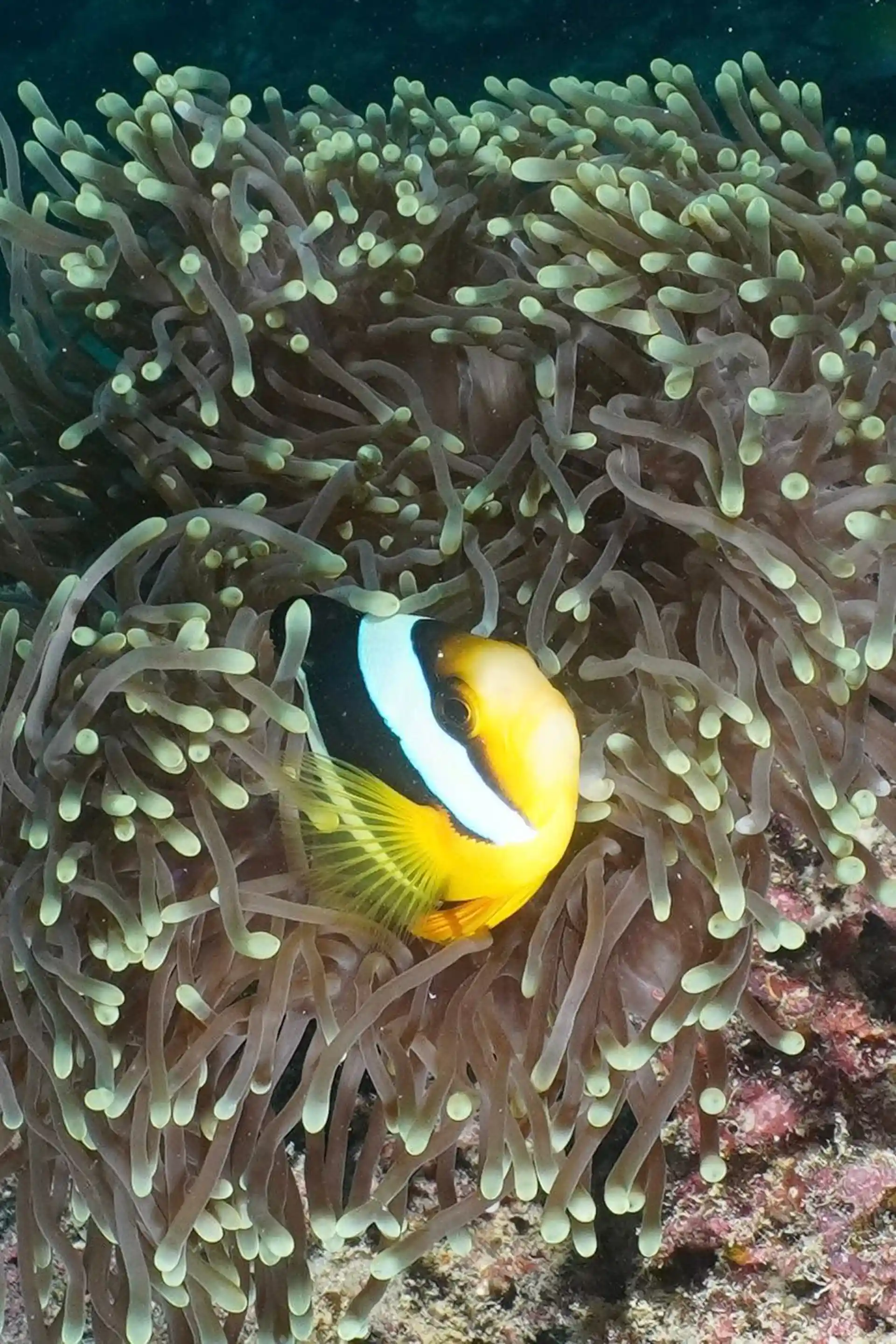 Dive shop photo