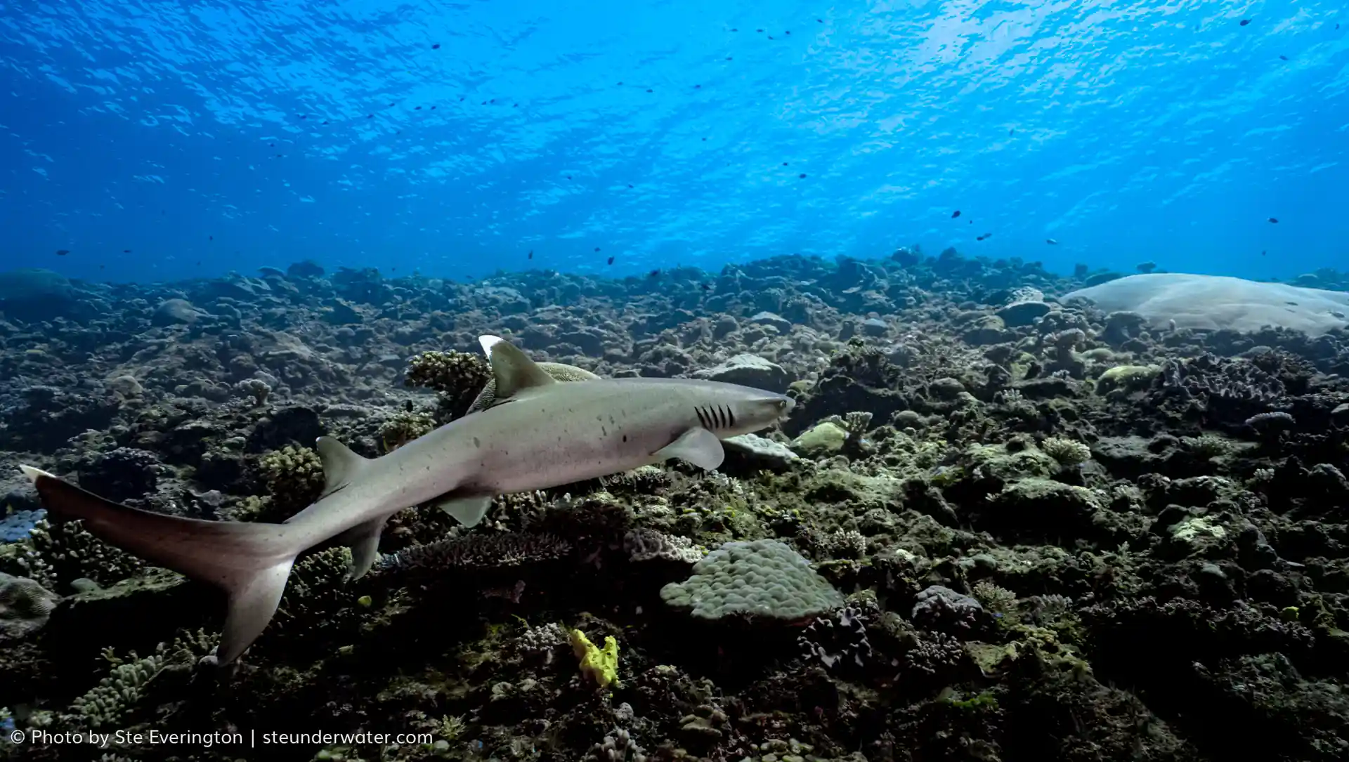 White Tip and Grey Reefs are other shark species usually seen