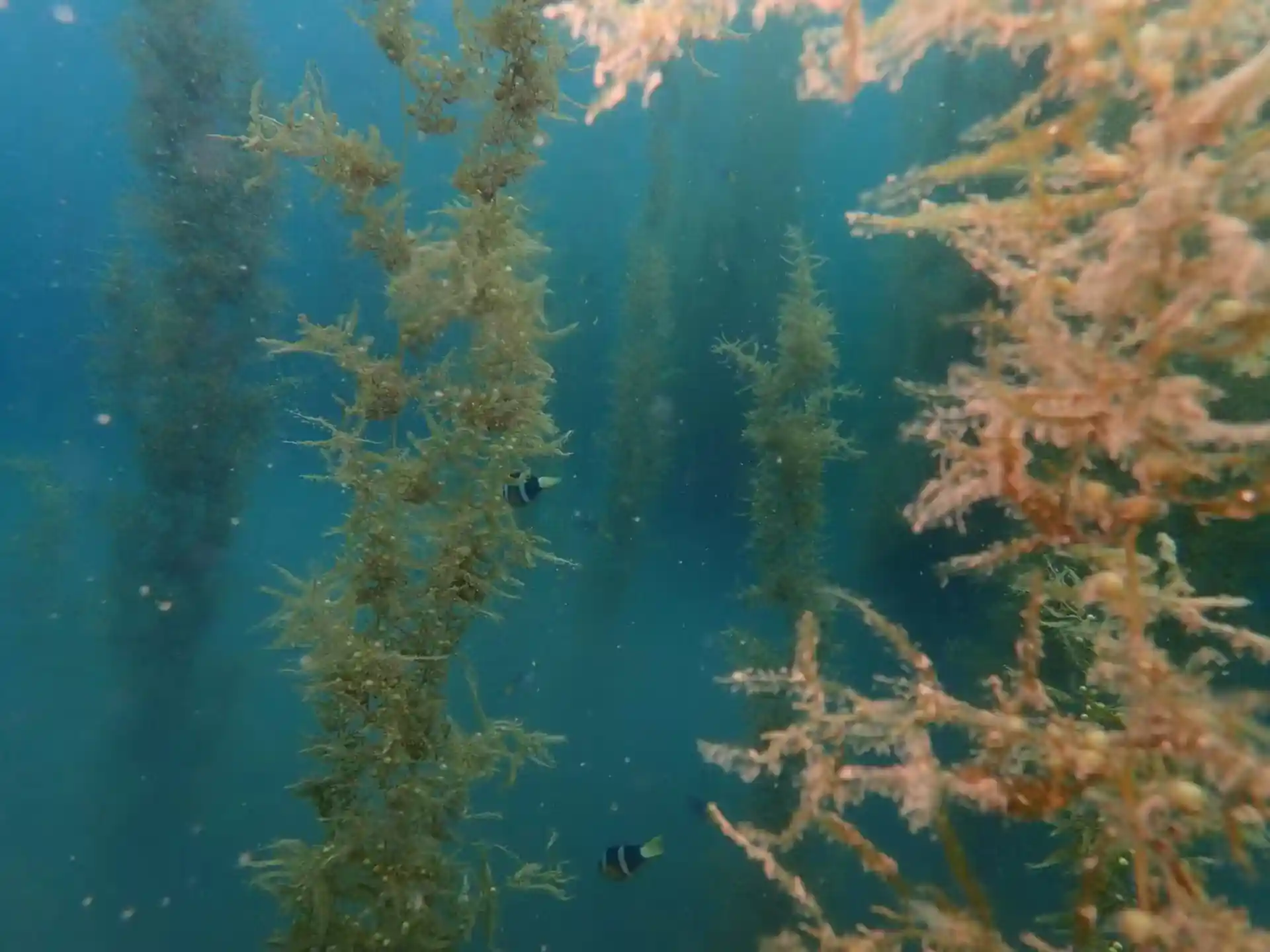 Foto des Tauchplatzes