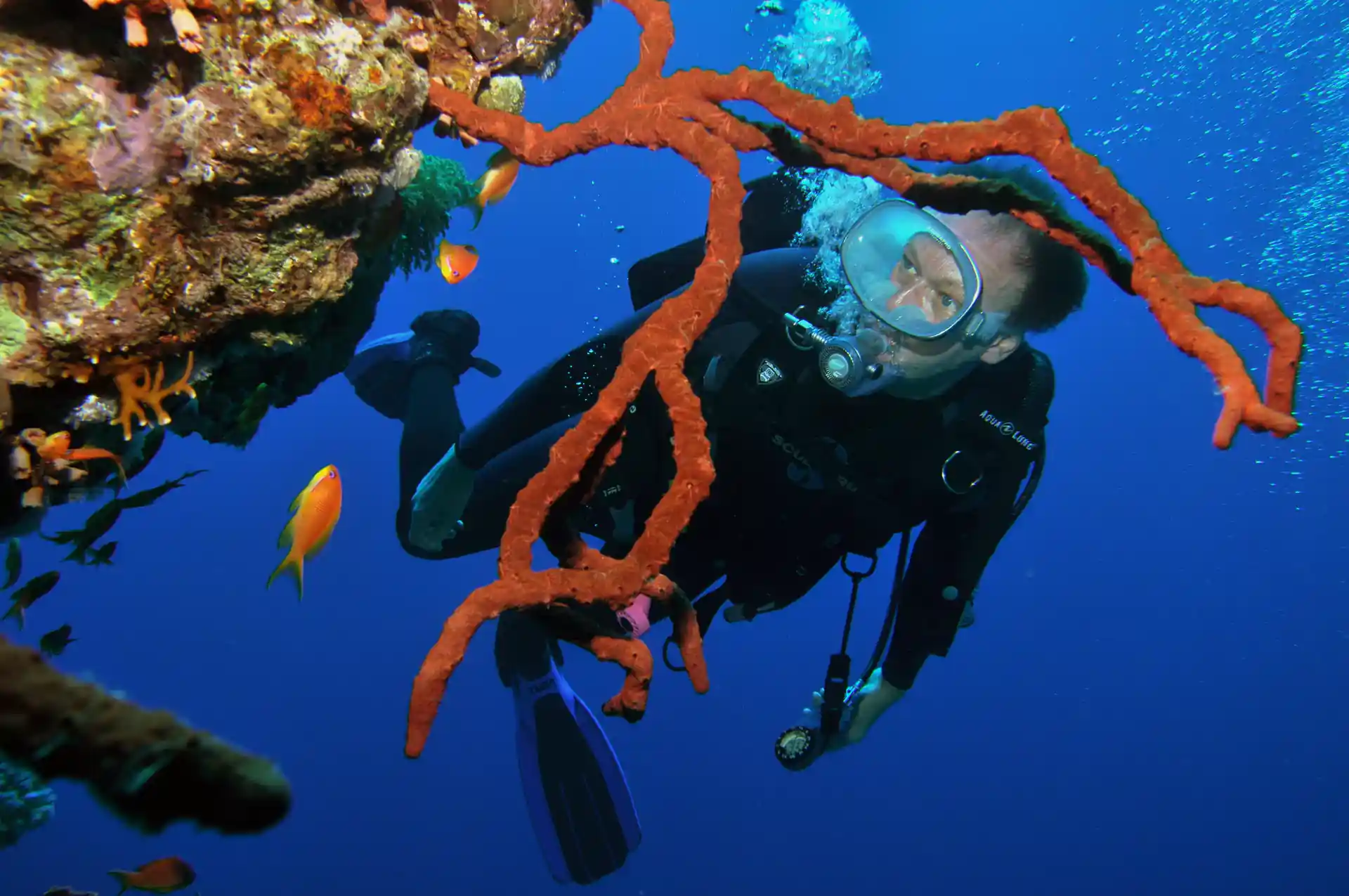 Enjoy shore and boat diving in national parks Tiran and Ras Mohammed