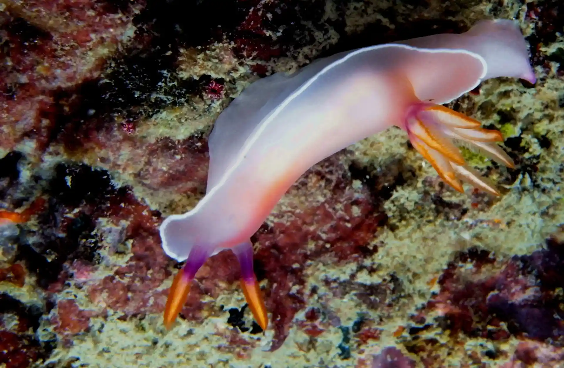Foto del sitio de buceo