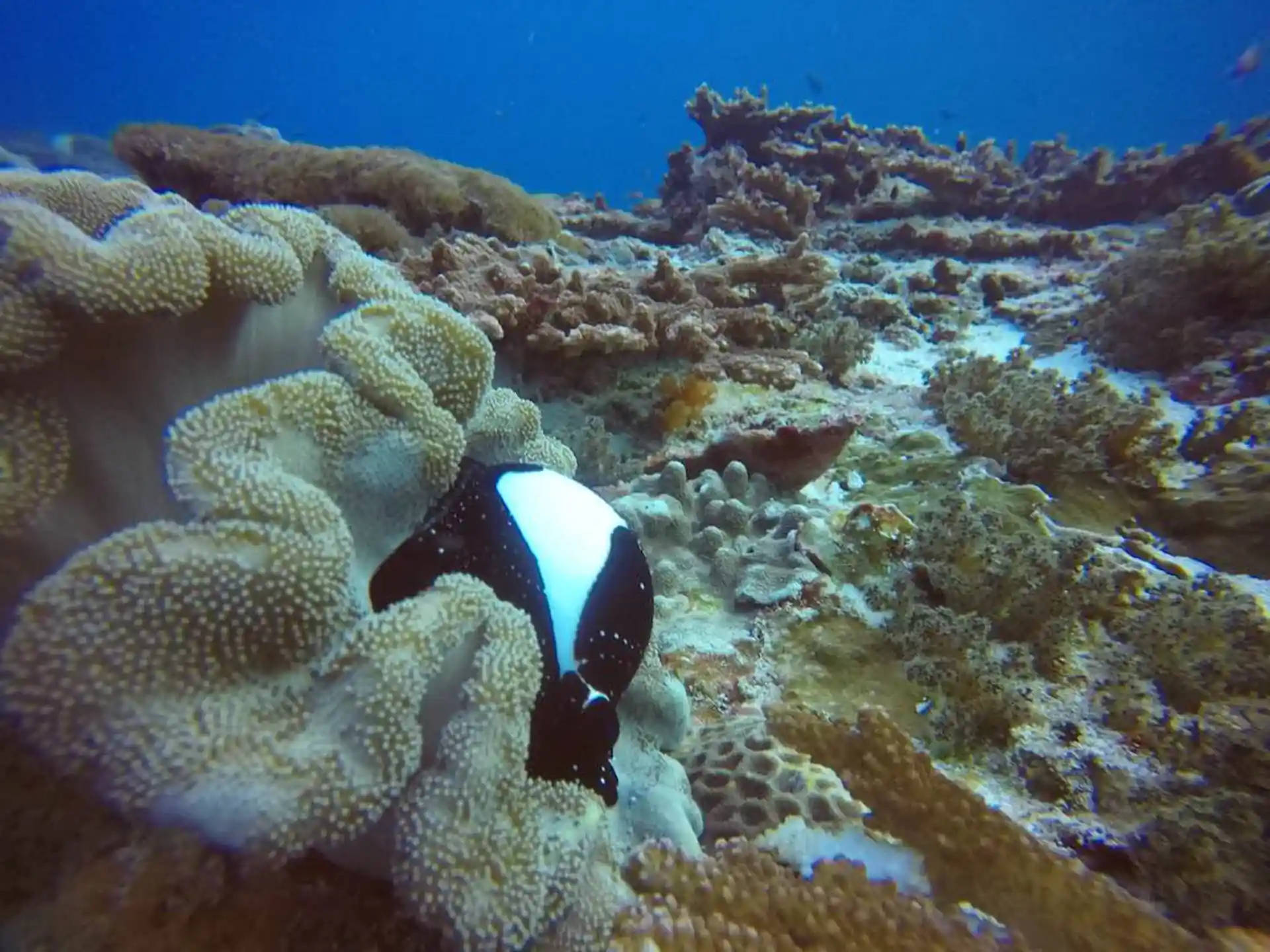Dive site photo