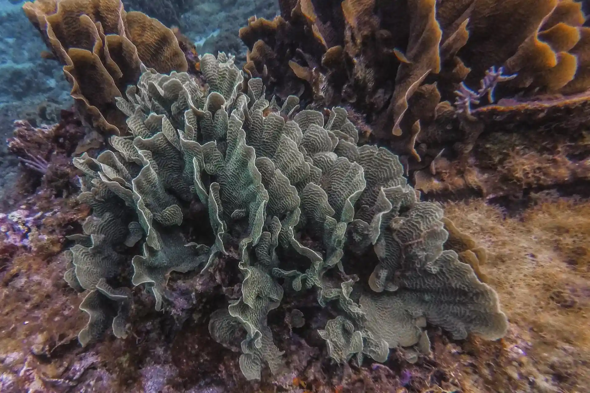 Foto del sitio de buceo