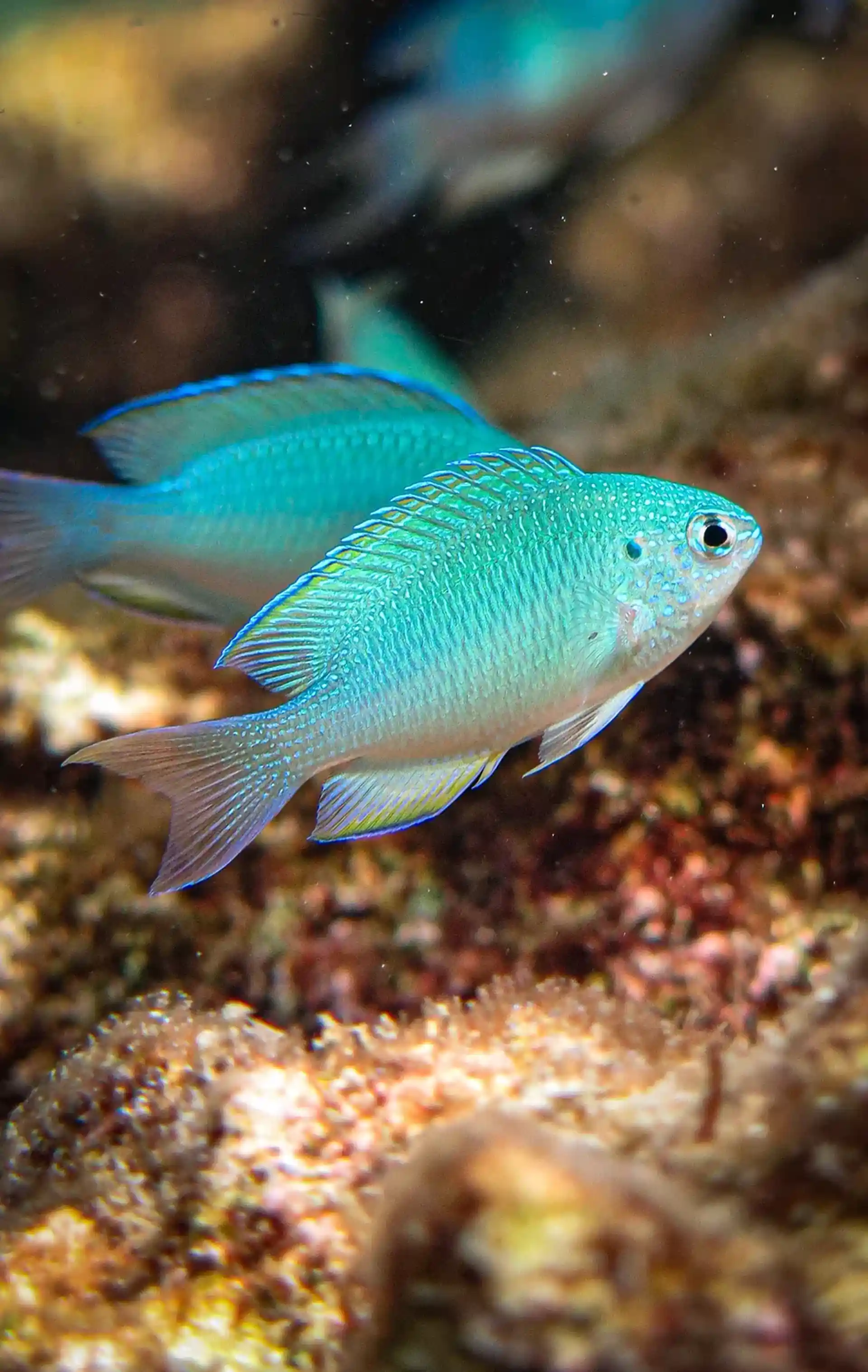 Foto van de duiklocatie