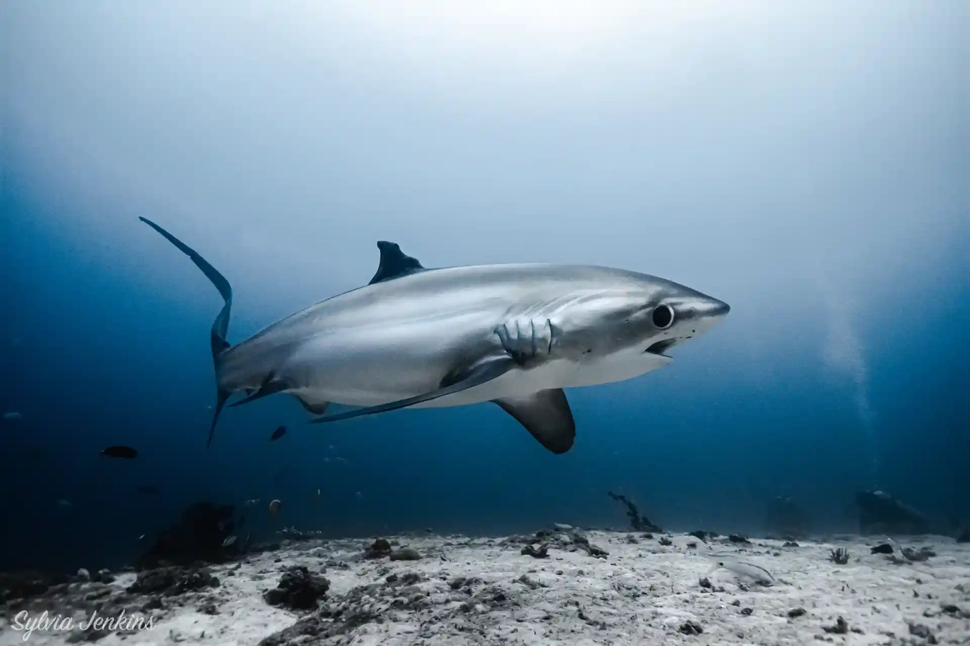 See Malapascua's famous thresher sharks up close and personal like never before. Sightings are the best they have ever been in our 20 years on Malapascua!