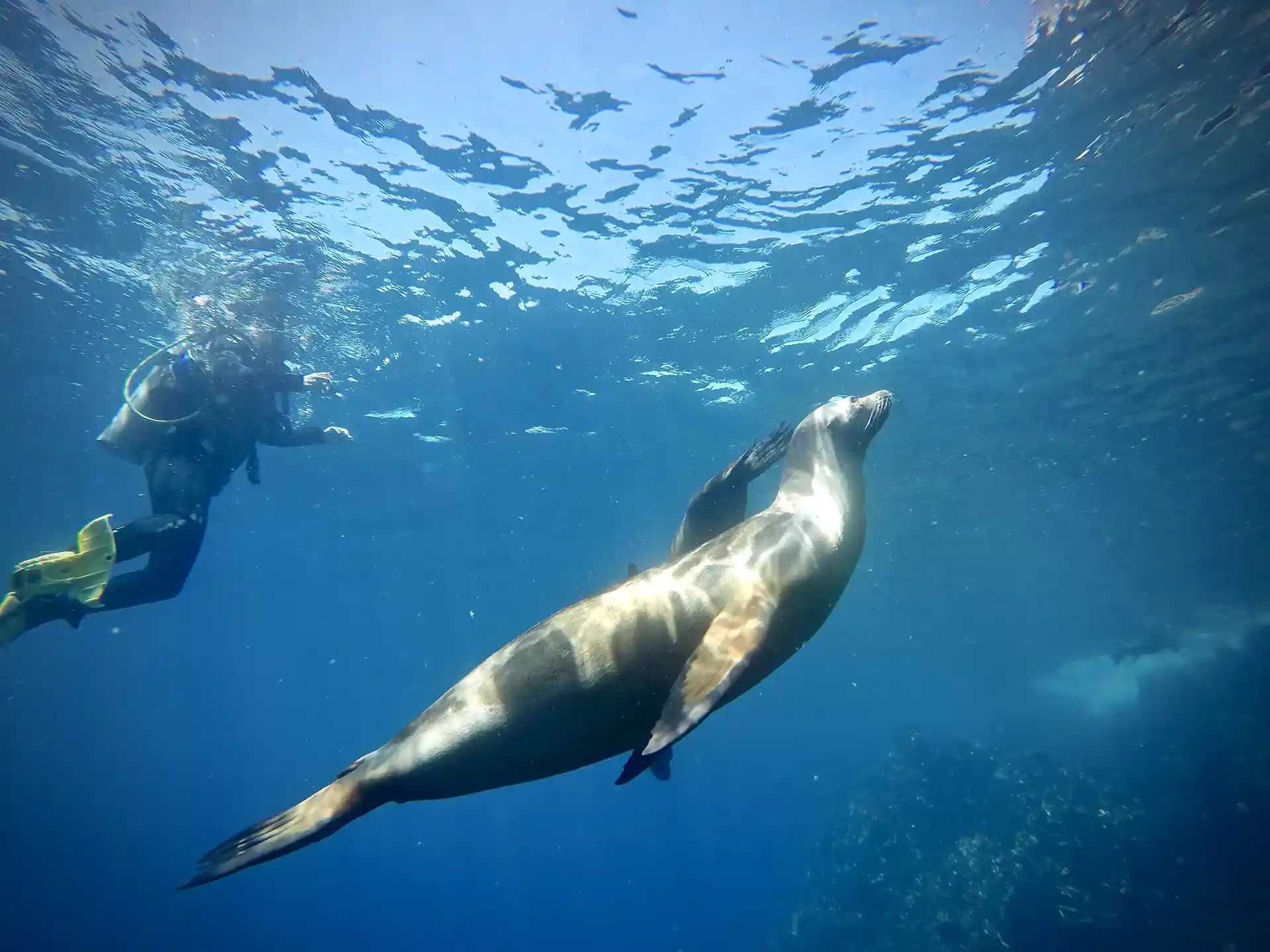 Lovely Sea lions