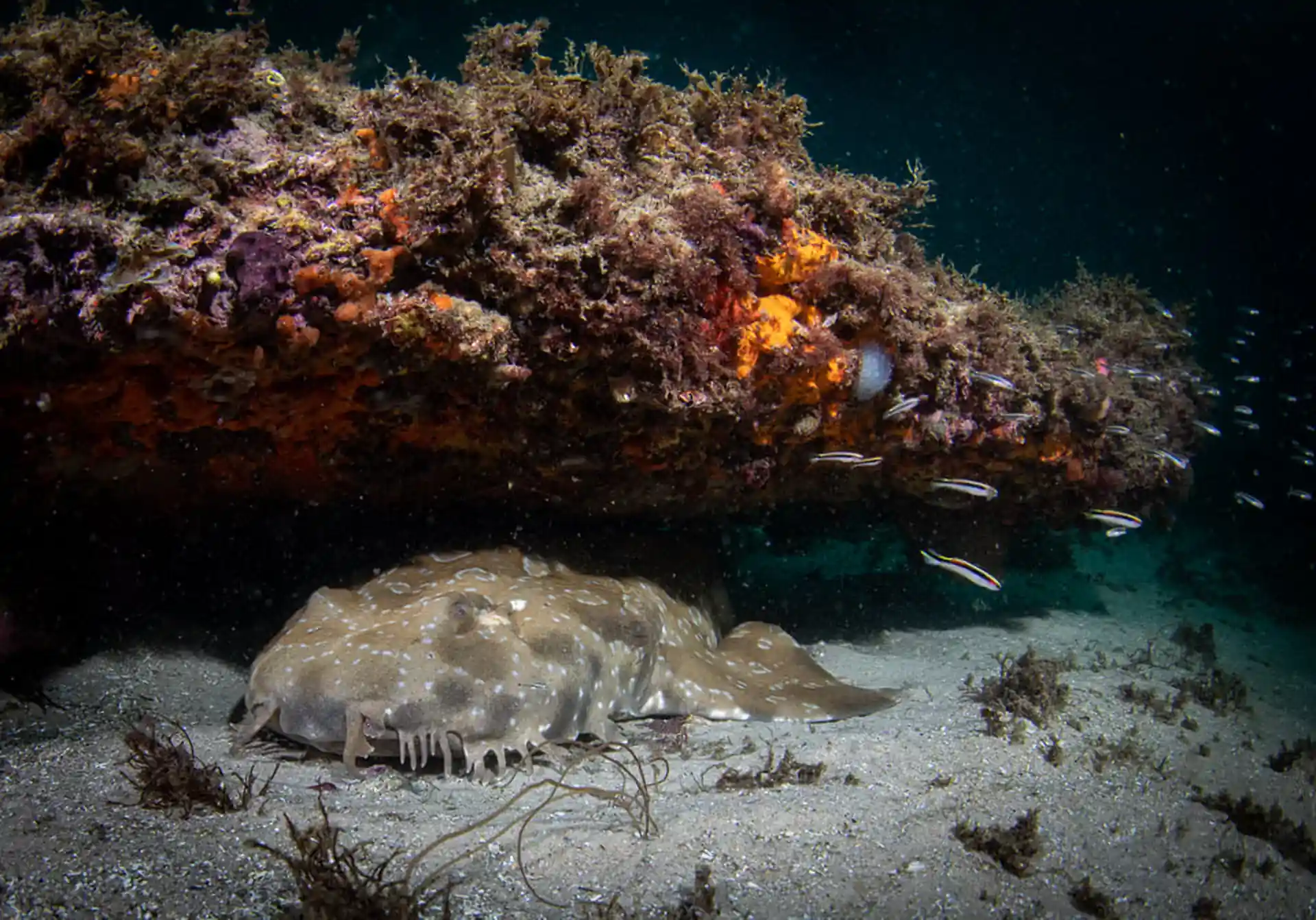Dive site photo
