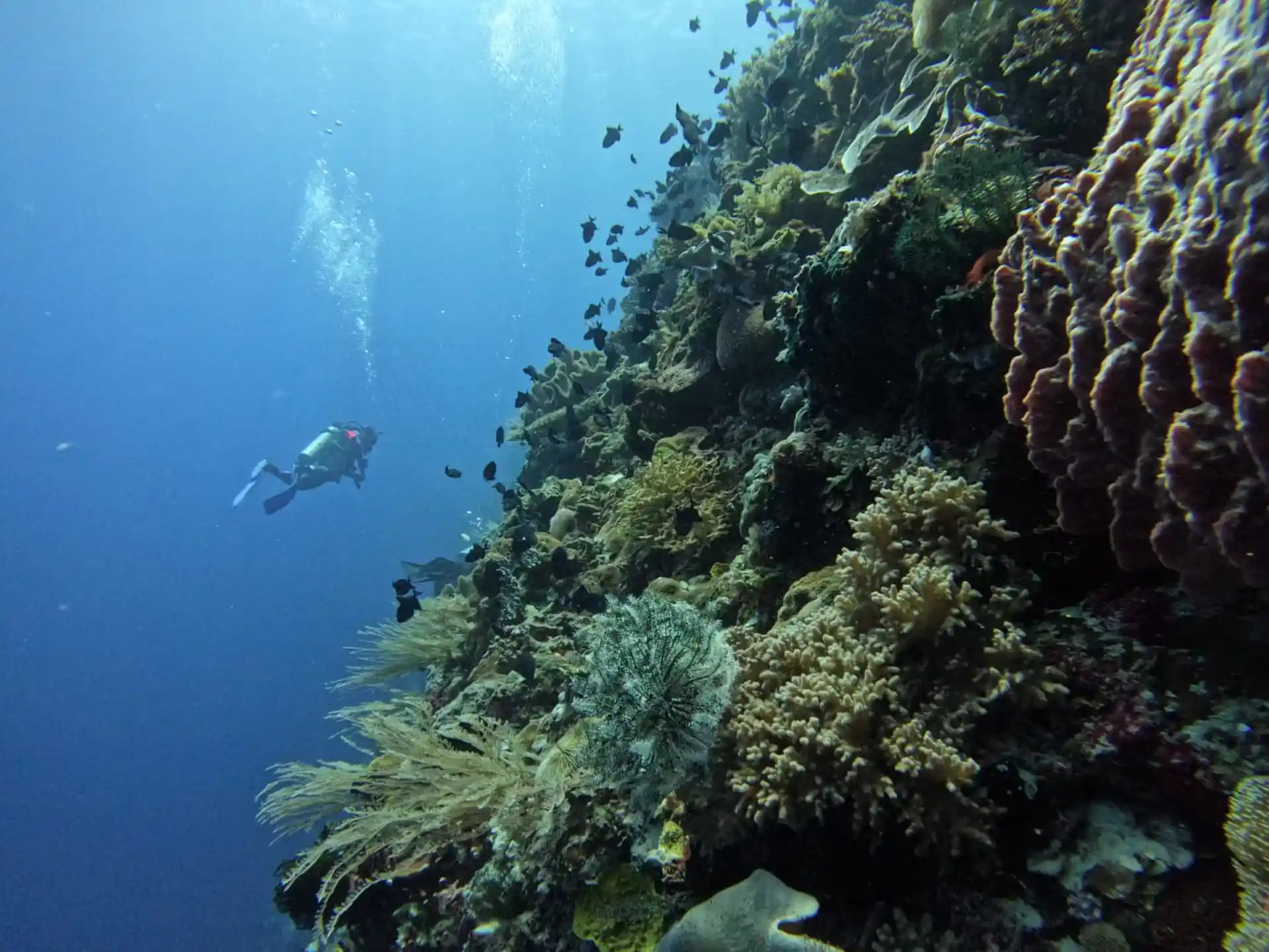 Dive site photo