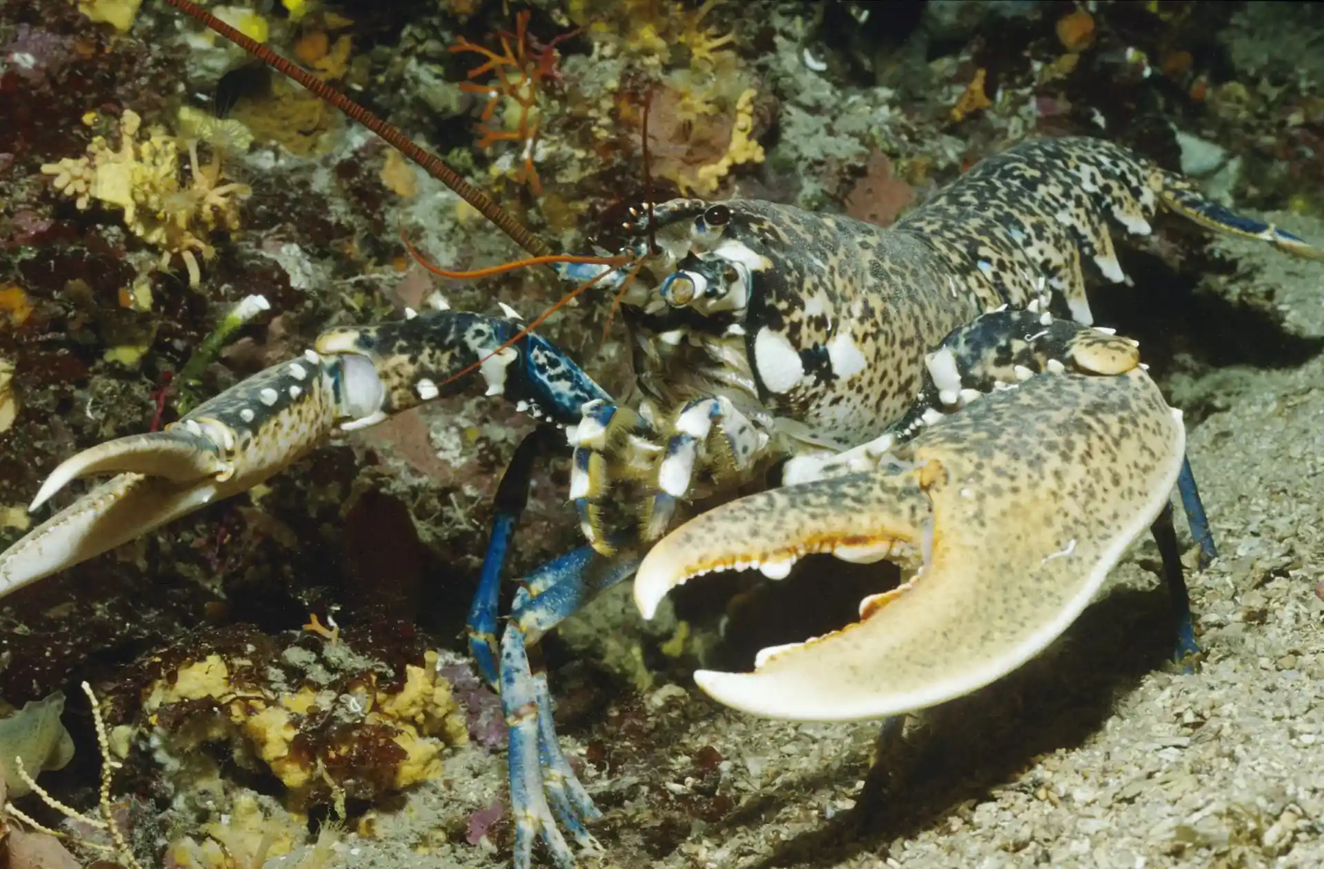 Foto van de duiklocatie