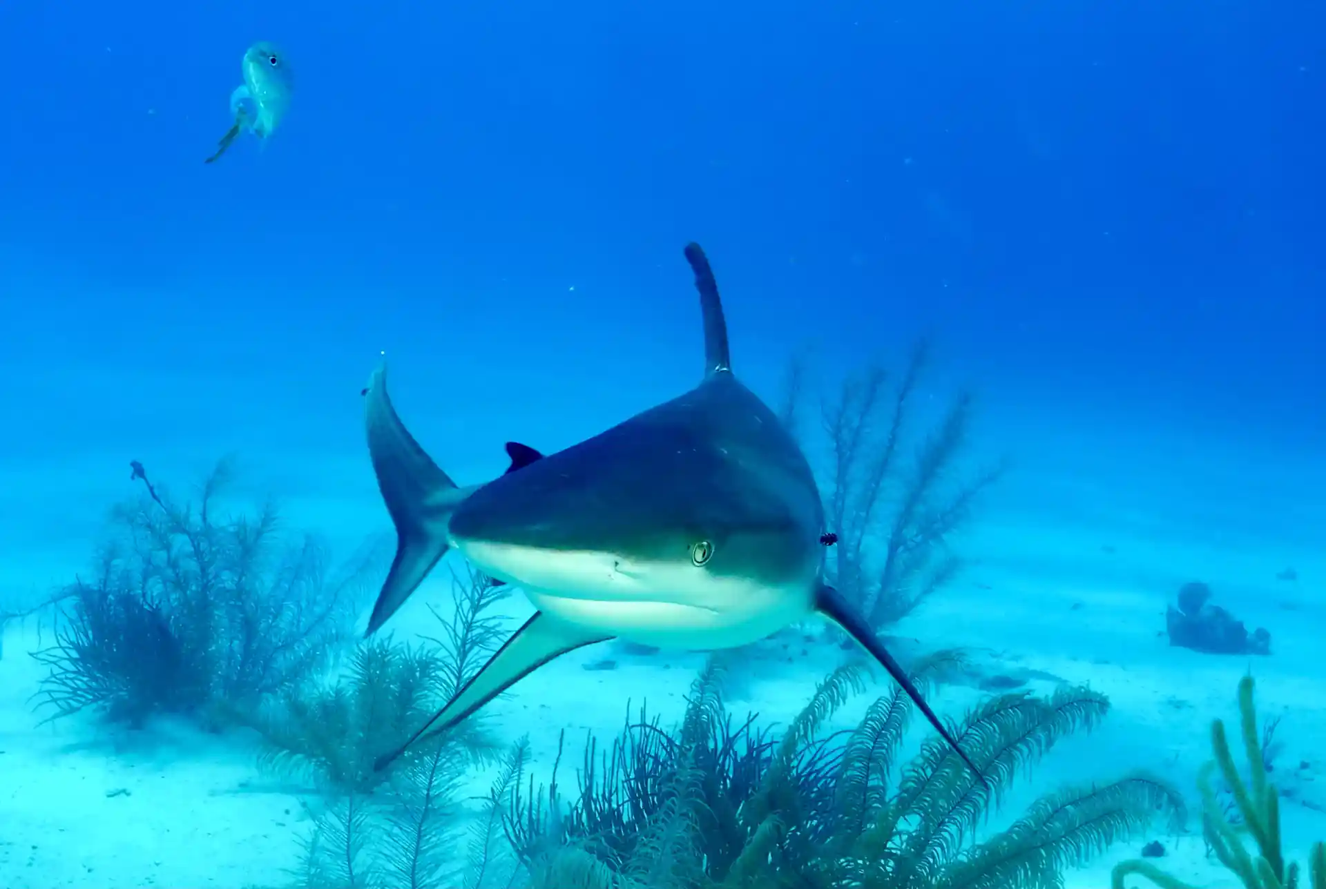 Dive shop photo