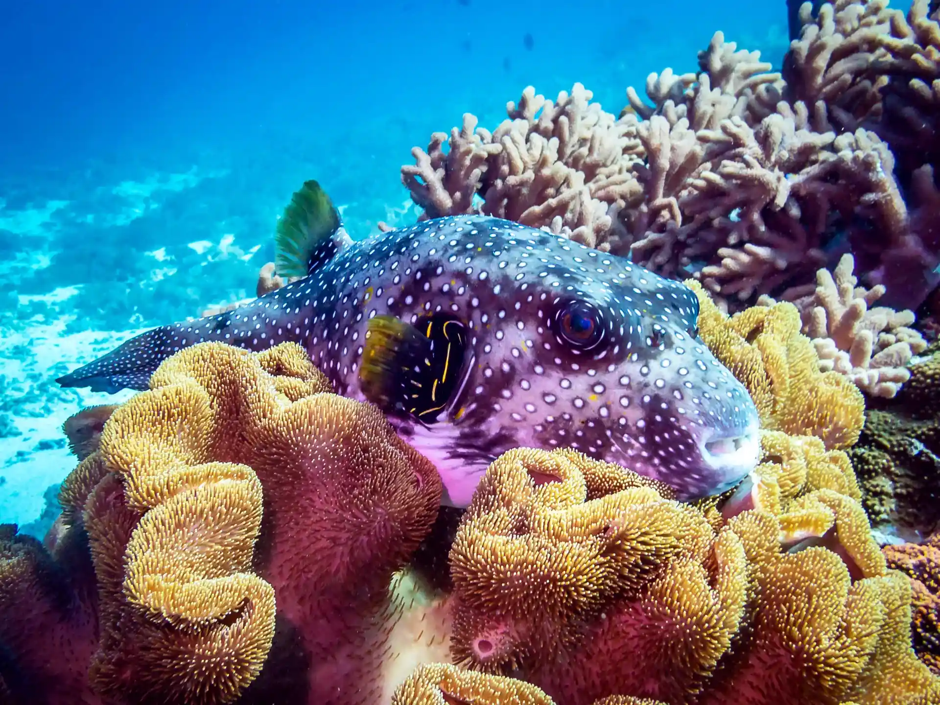 Photo du site de plongée