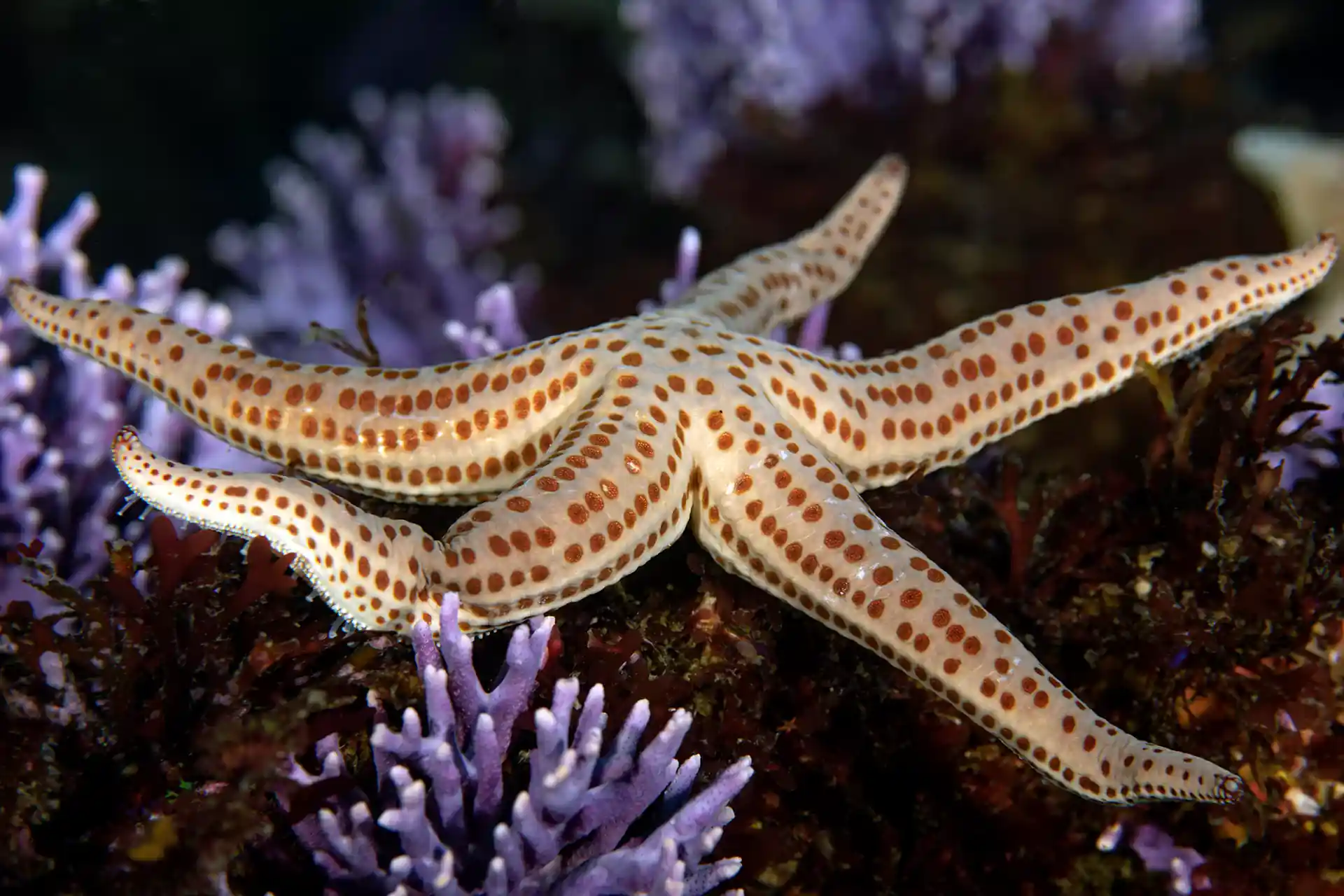 Dive site photo