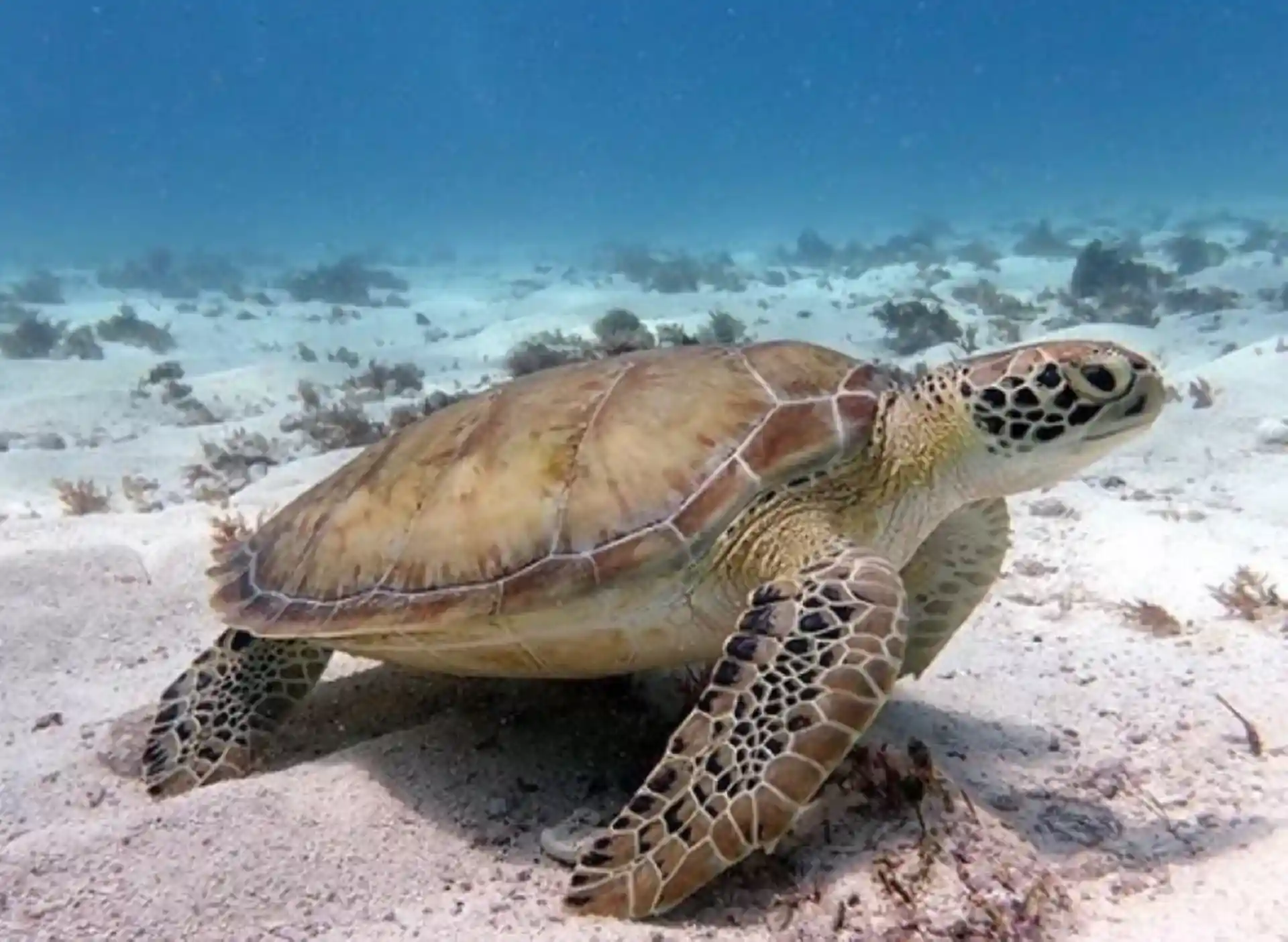 Turtle and Musa Manta Dive and Snorkel Cancun