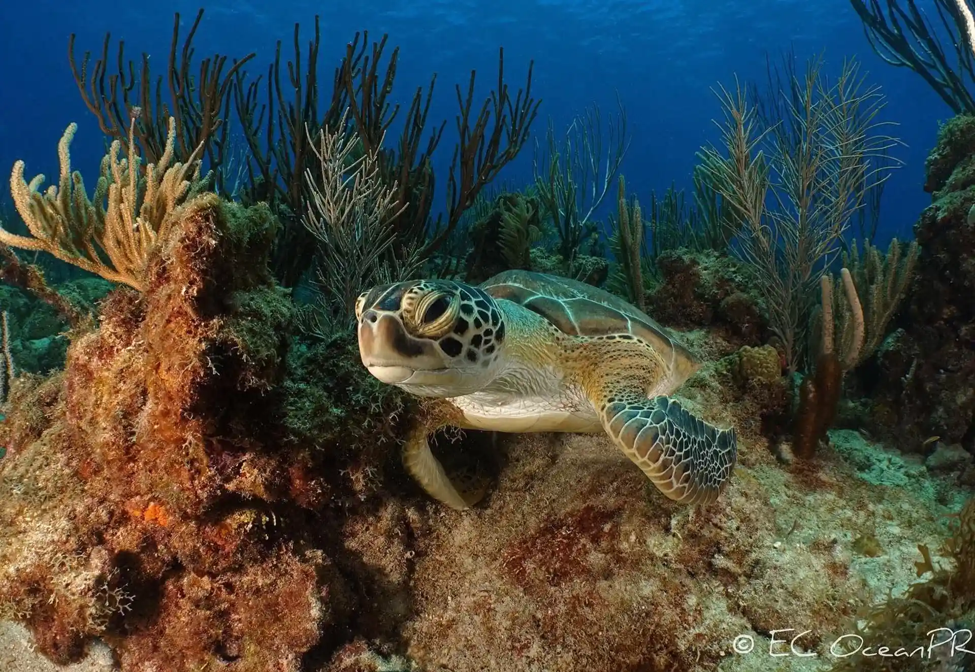 Dive site photo