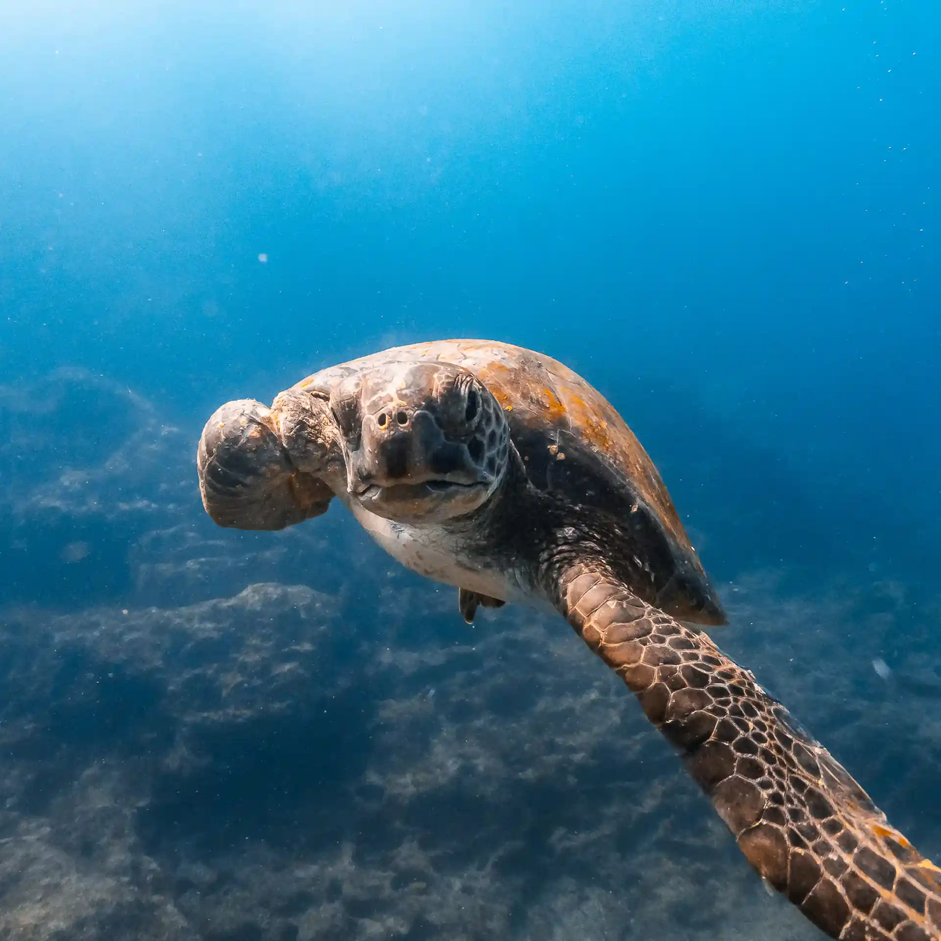 Dive shop photo