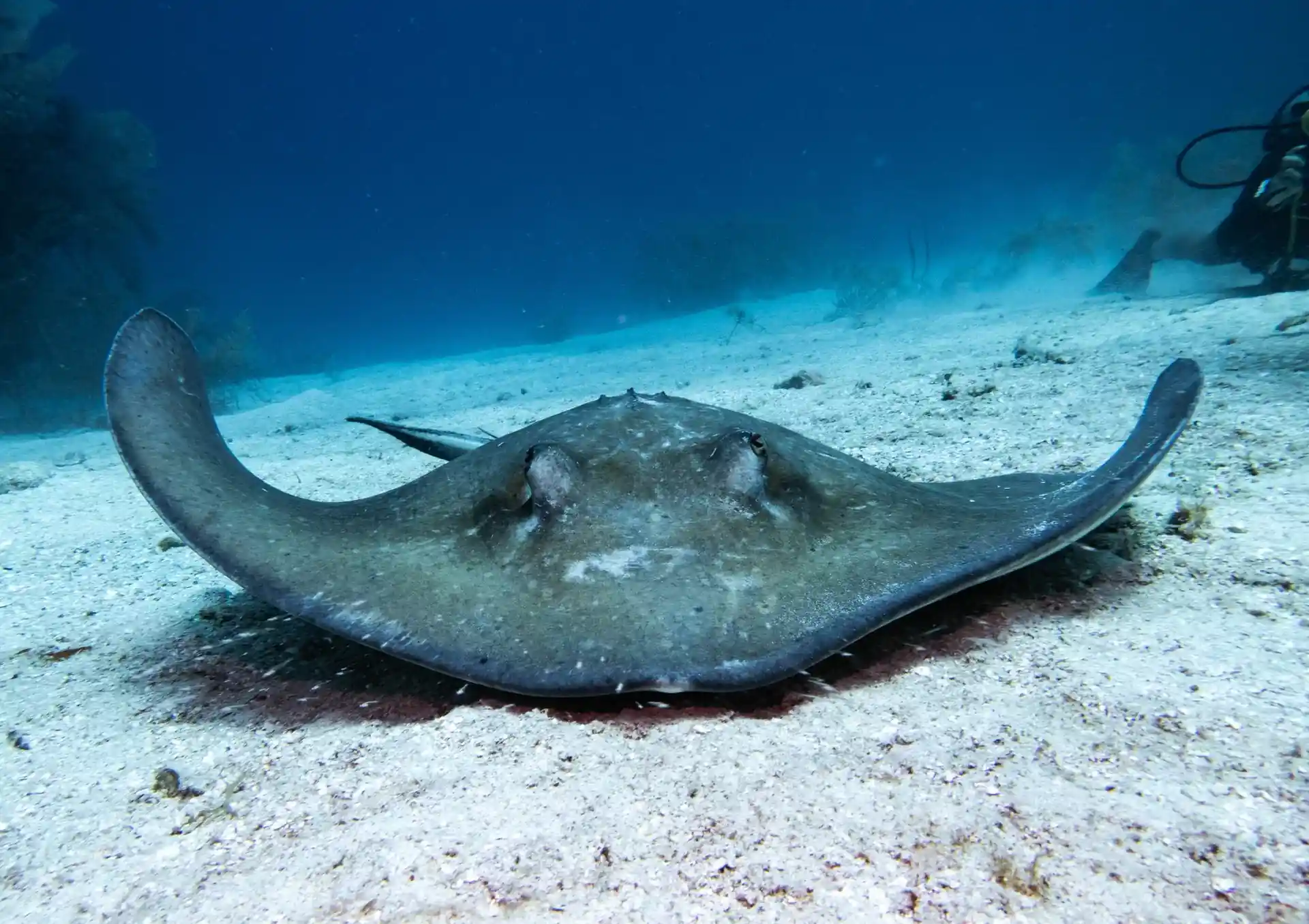 Dive shop photo