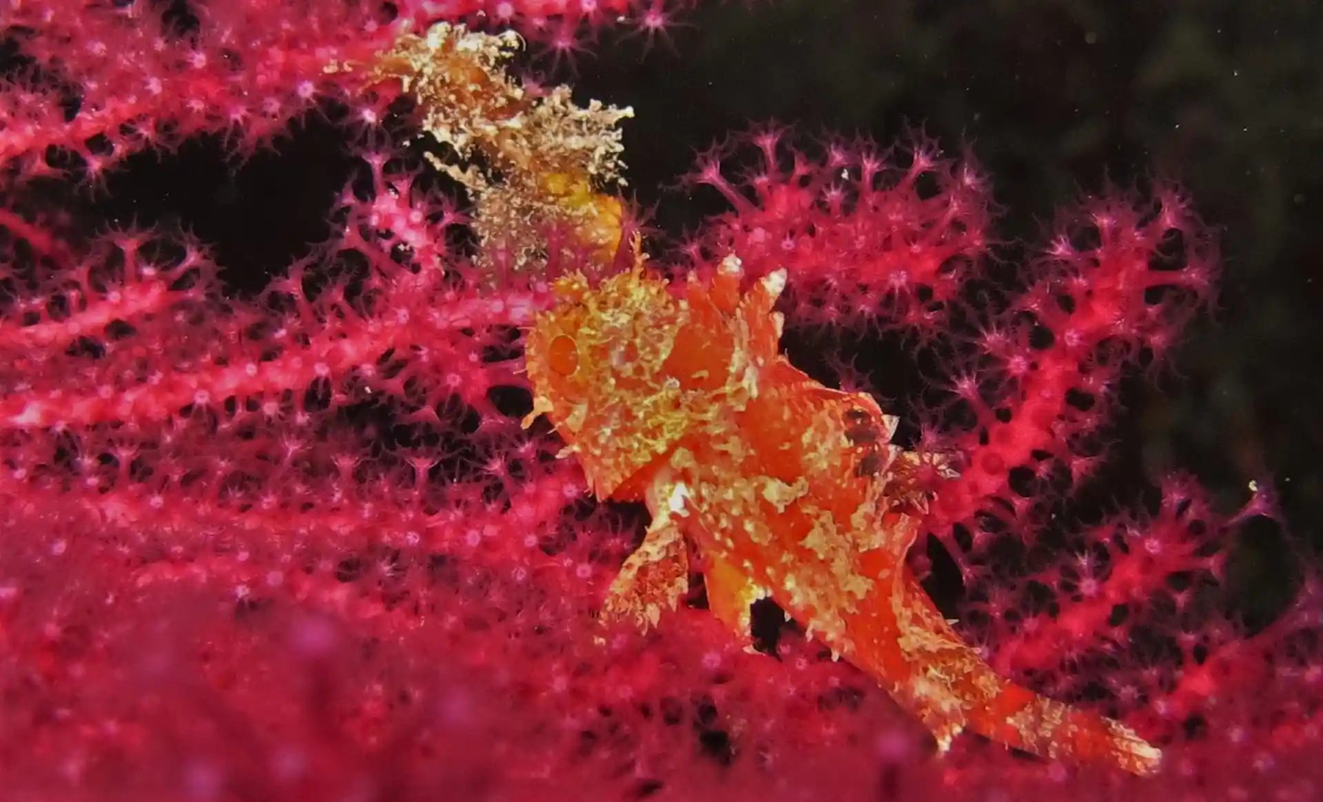 ダイビングサイトの写真