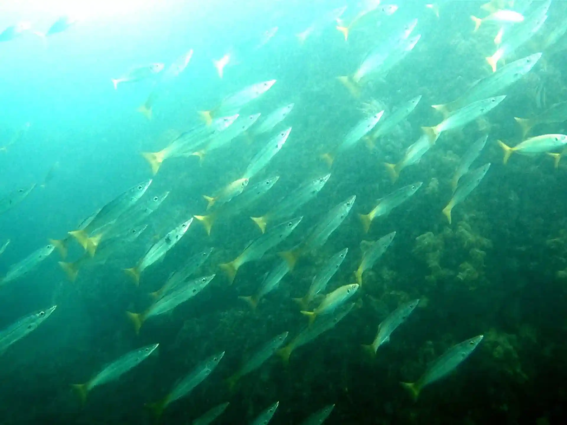 Dive site photo