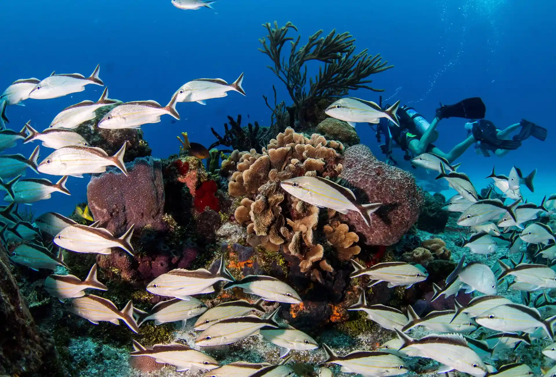 Dive site photo