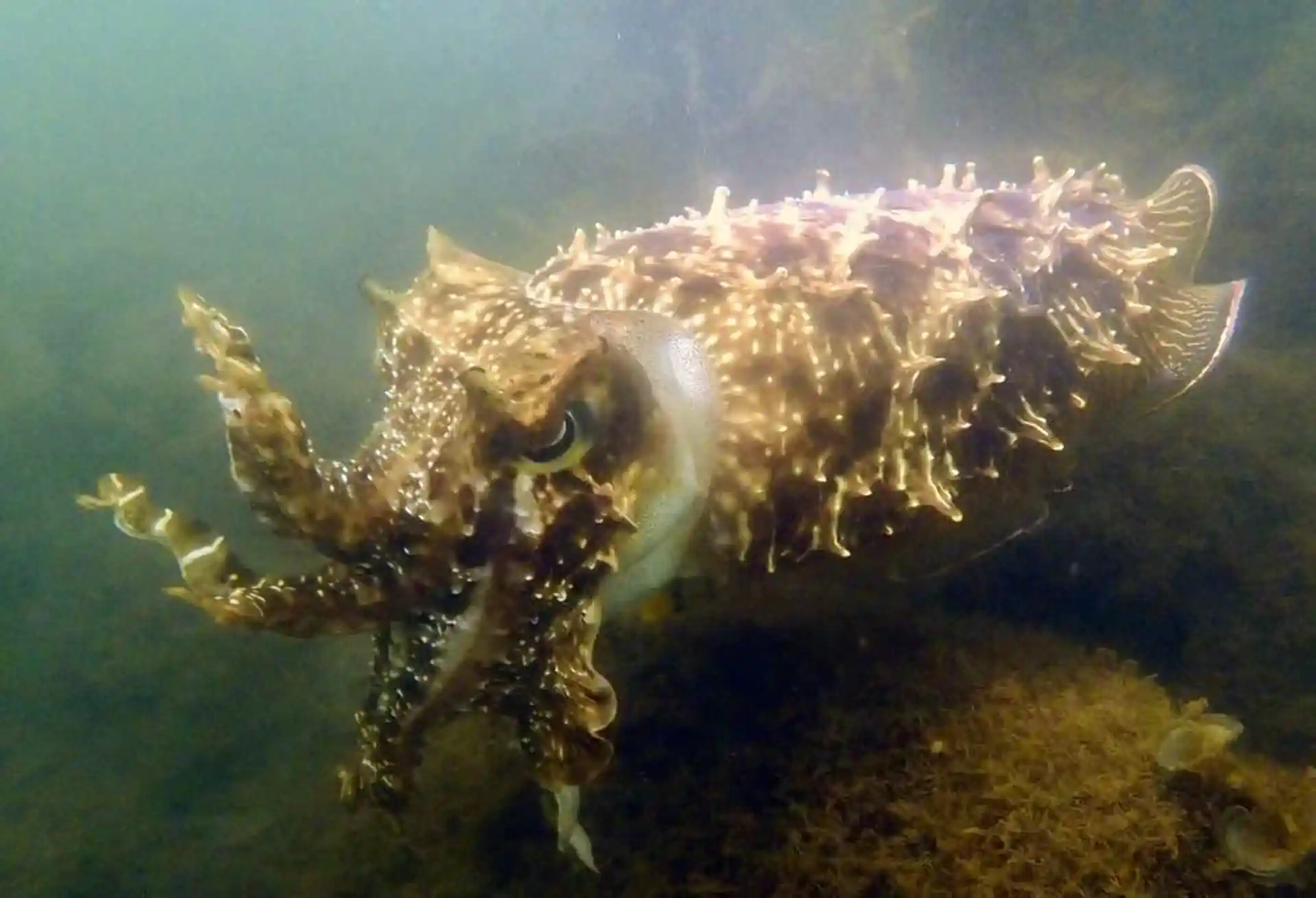 ダイビングサイトの写真