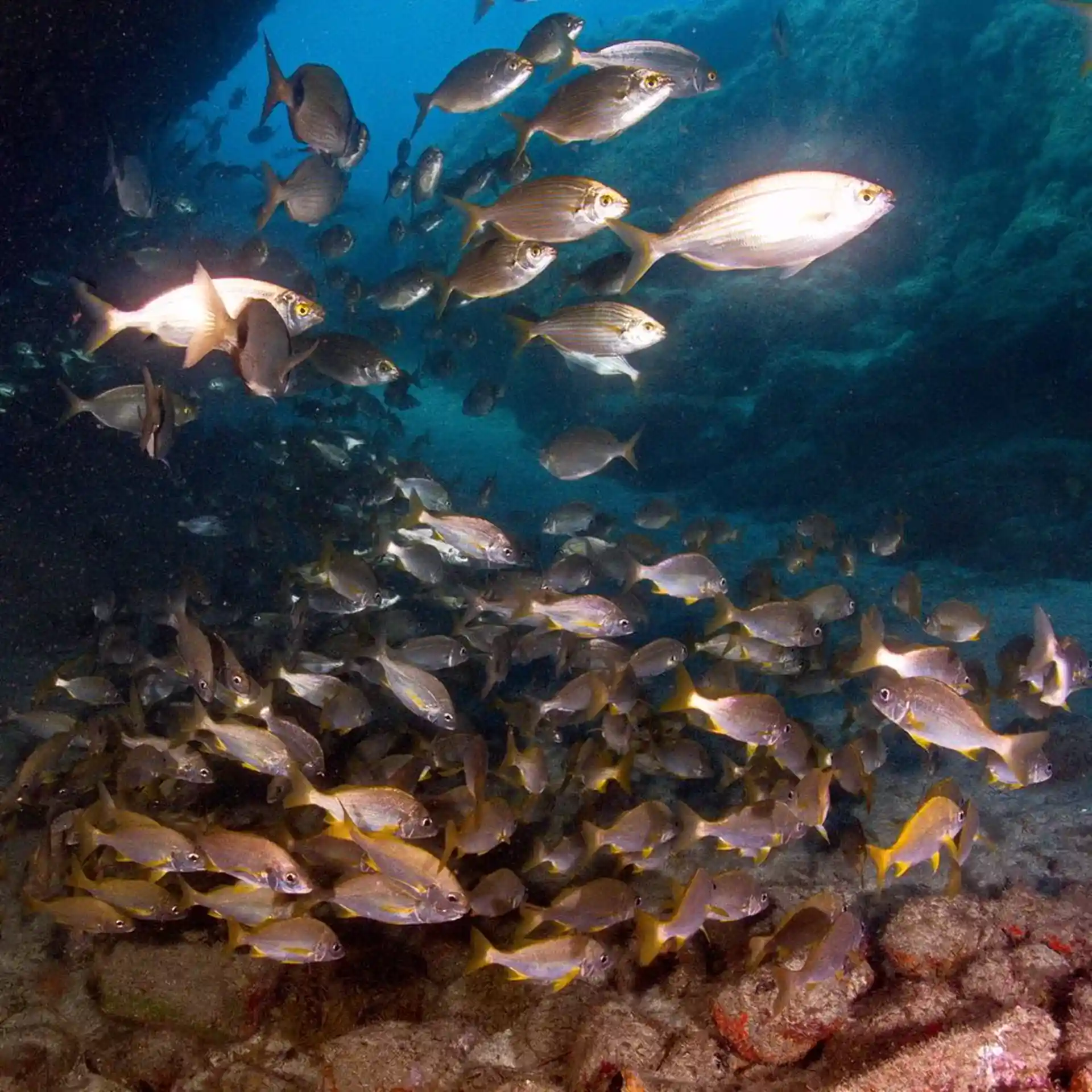 Foto de la tienda de buceo