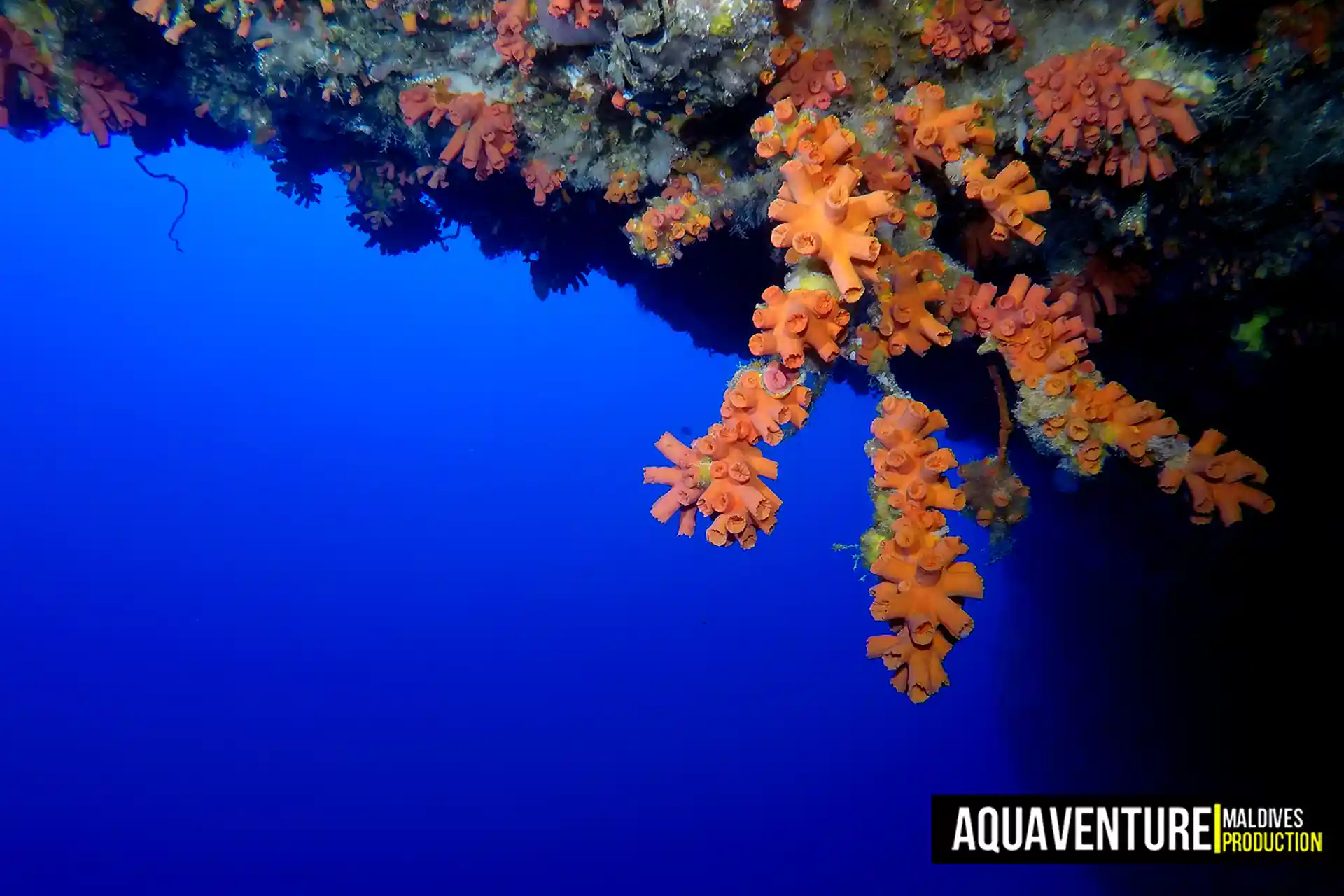 Dive site photo