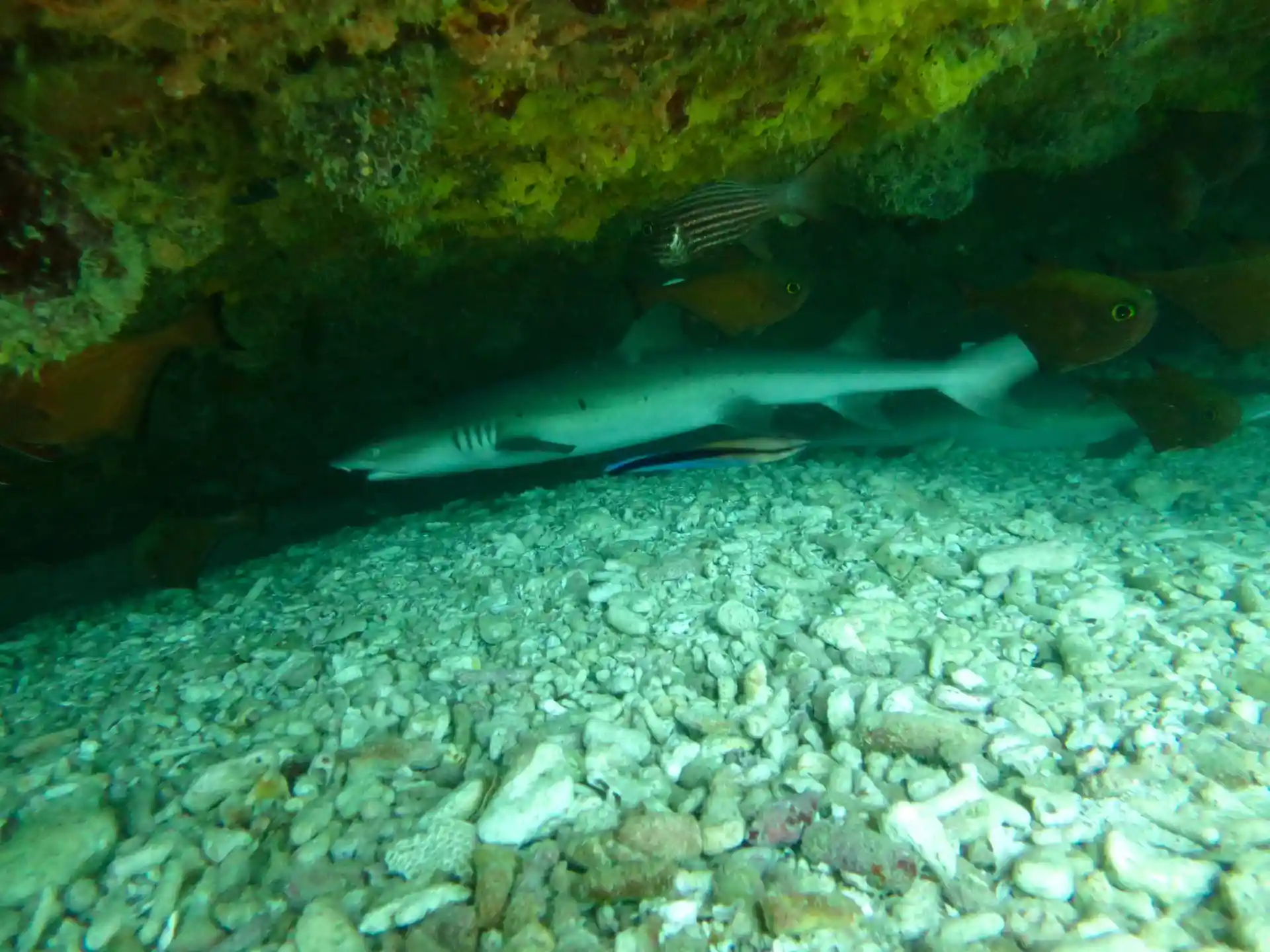 Dive shop photo