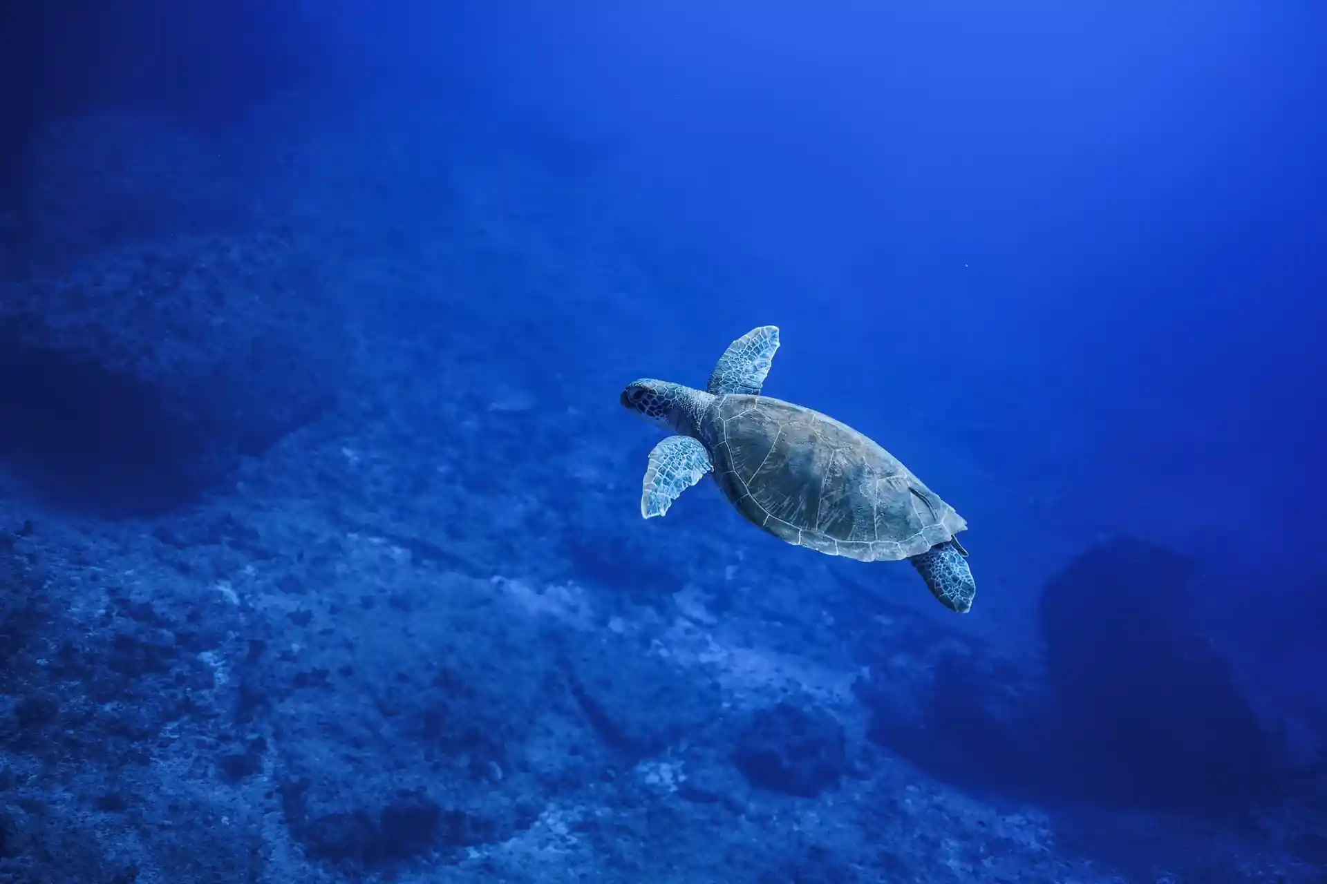 Dive site photo