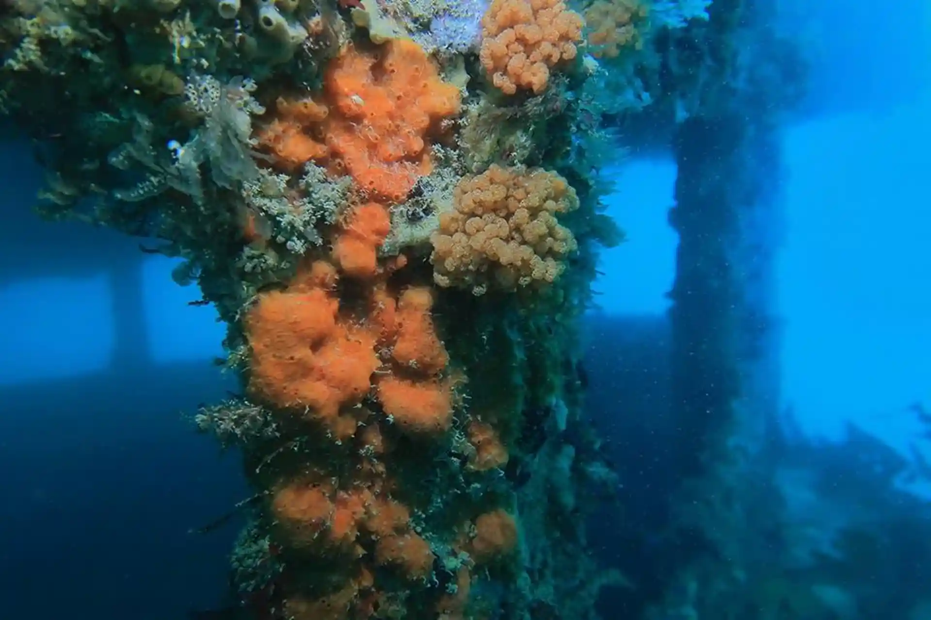 F69 or HMNZS Wellington Wreck