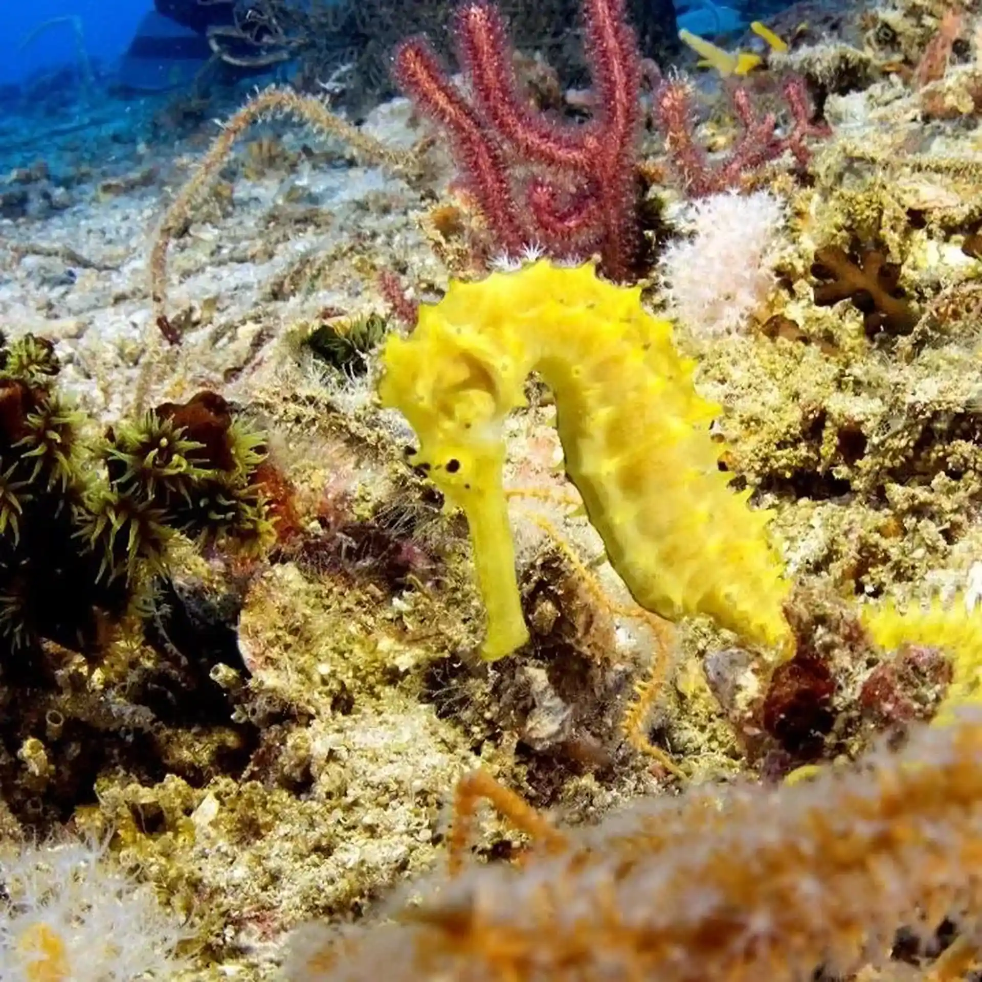 Dive shop photo