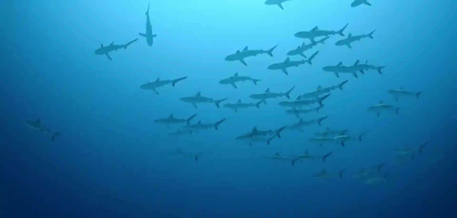 Foto del sitio de buceo